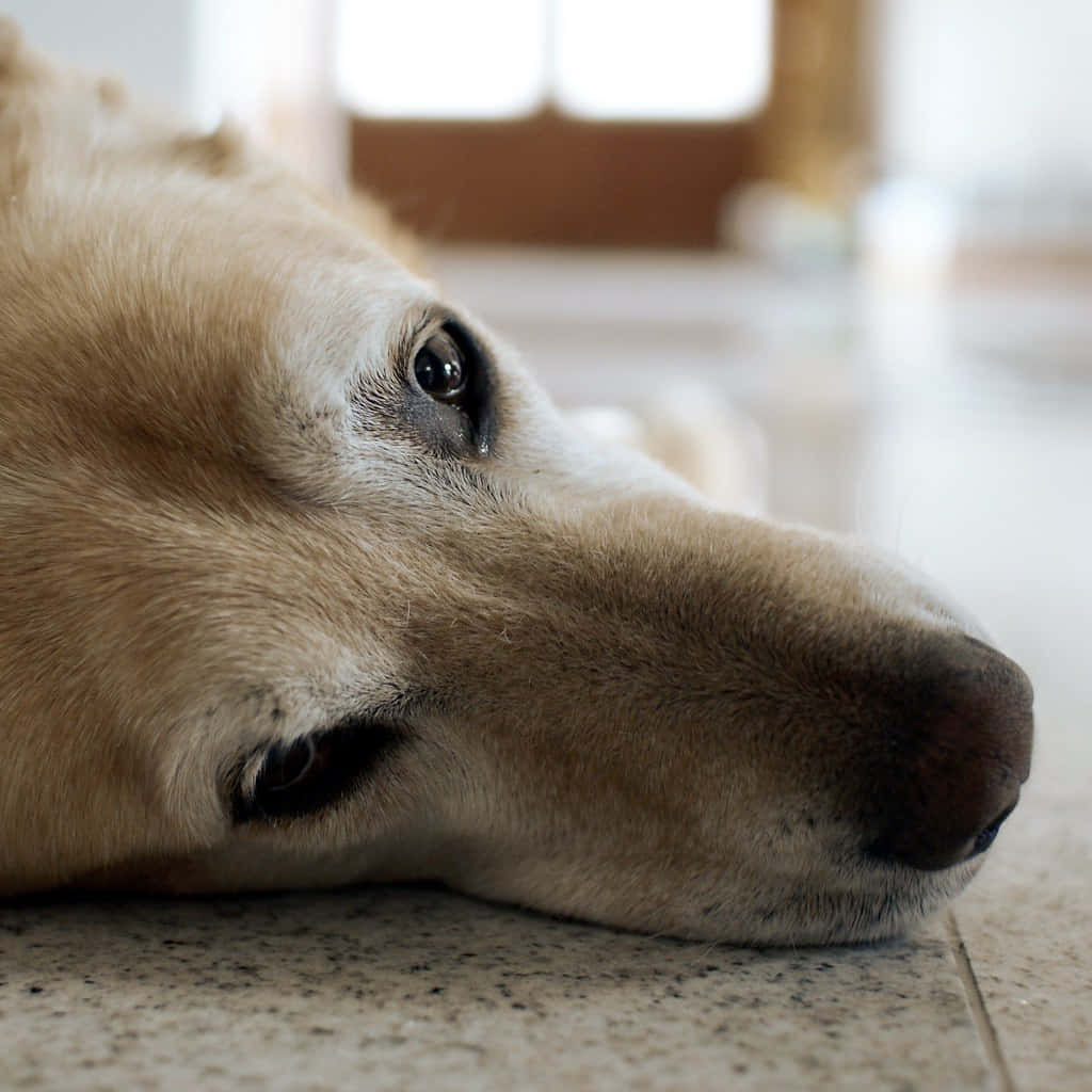 golden retriever, speckled floor, soft natural light, SD Desktop Wallpaper