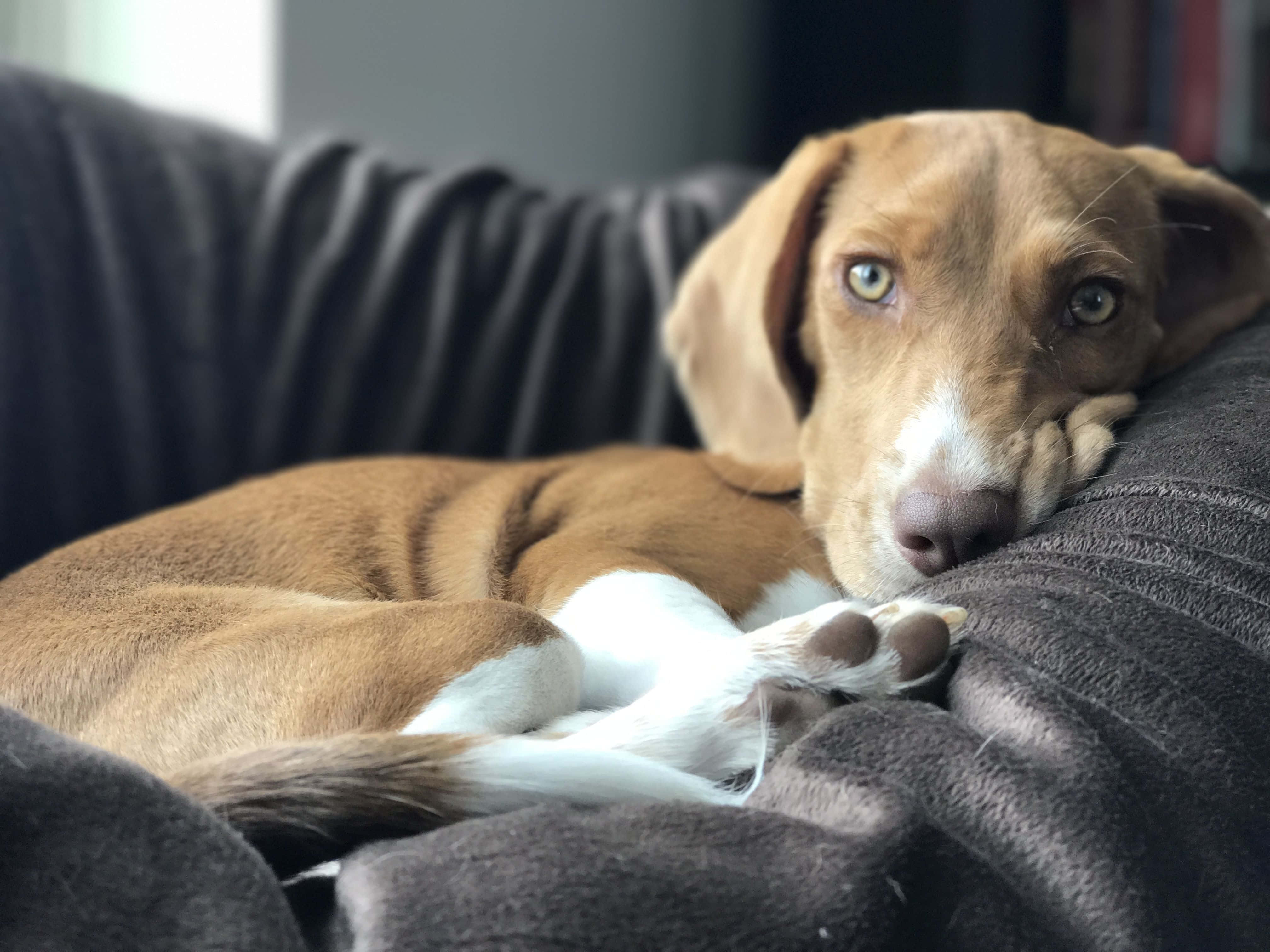 brown and white dog, dark gray couch, soft, attentive eyes, 4K Desktop Wallpaper