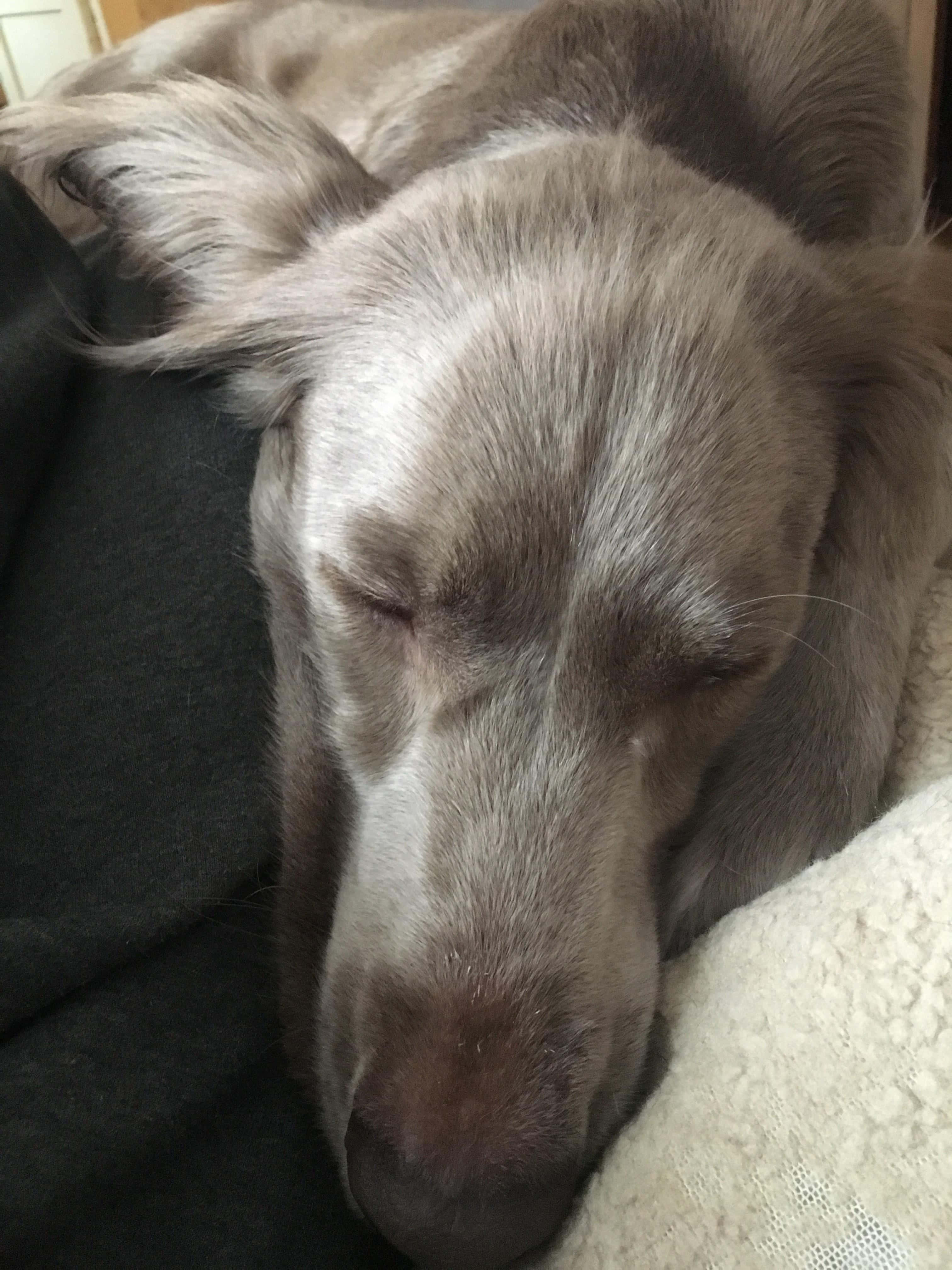 Lazy Dog, grey dog, peacefully sleeping, 4K Phone Wallpaper