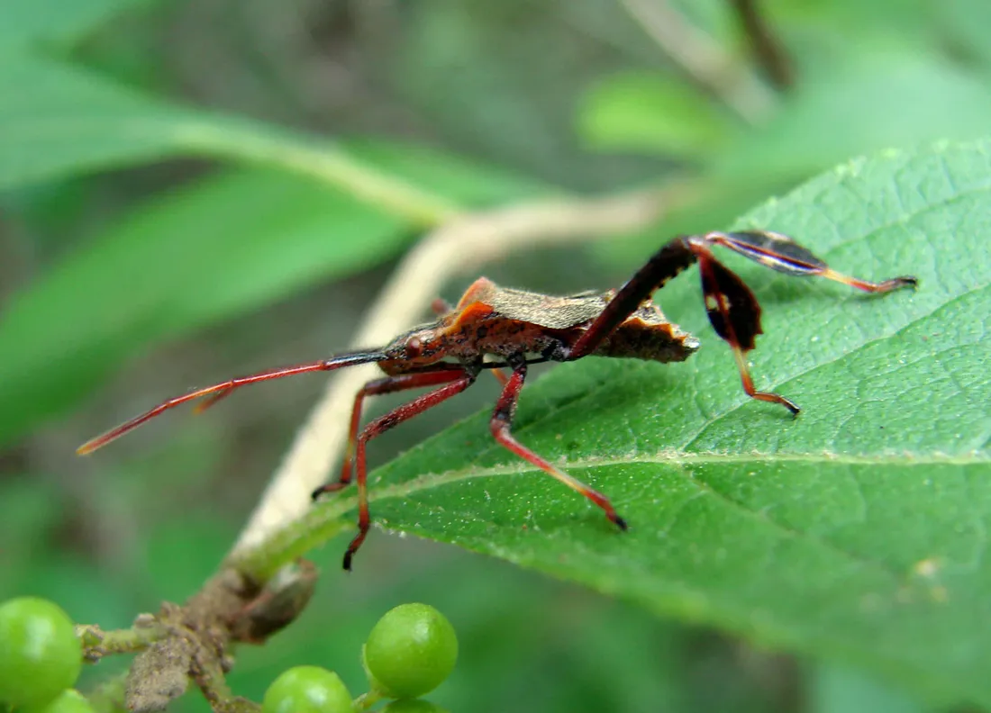 Leaf-footed Bug