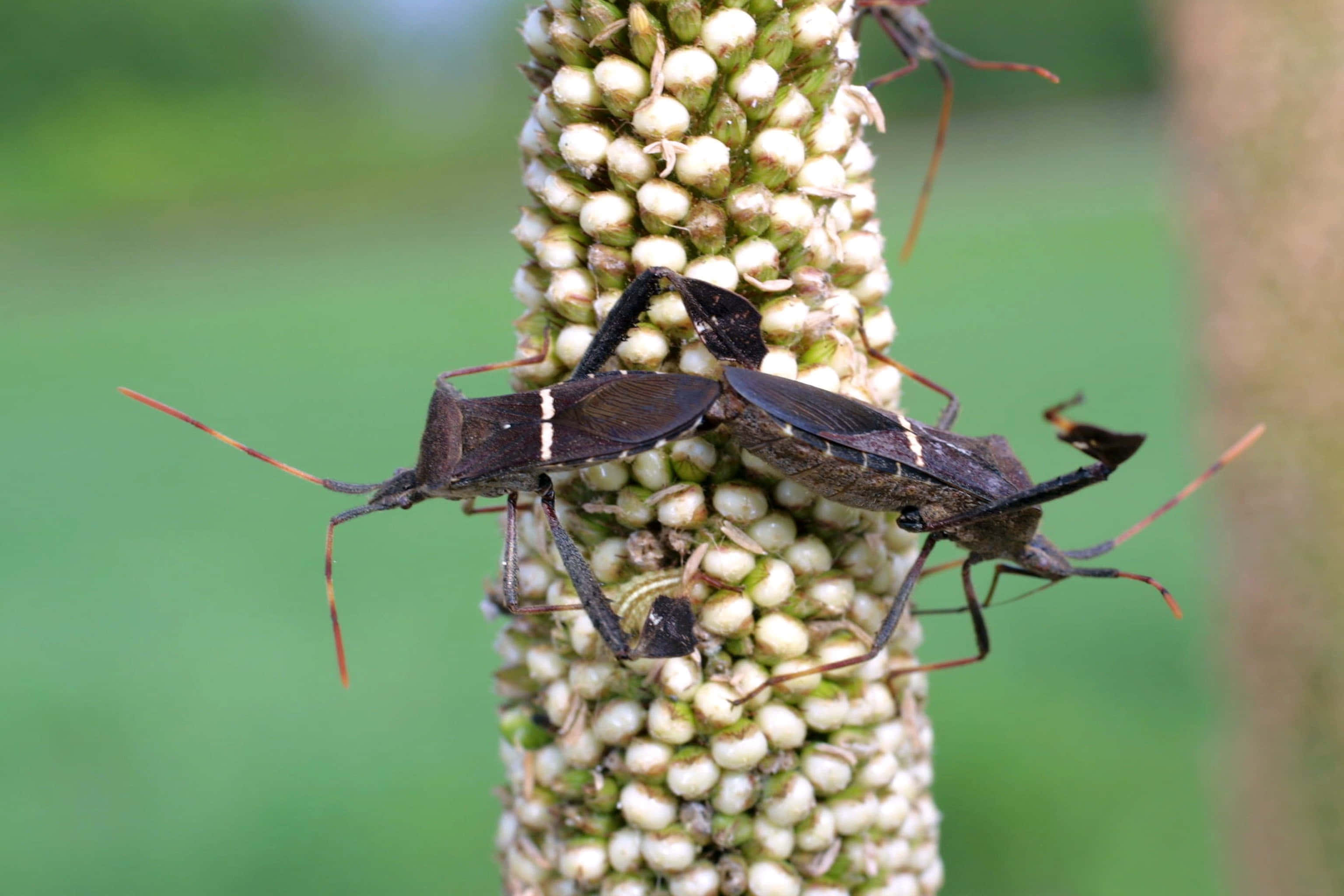 leaf-footed bug, orange antennae, white millet flowers, 2K Desktop Wallpaper