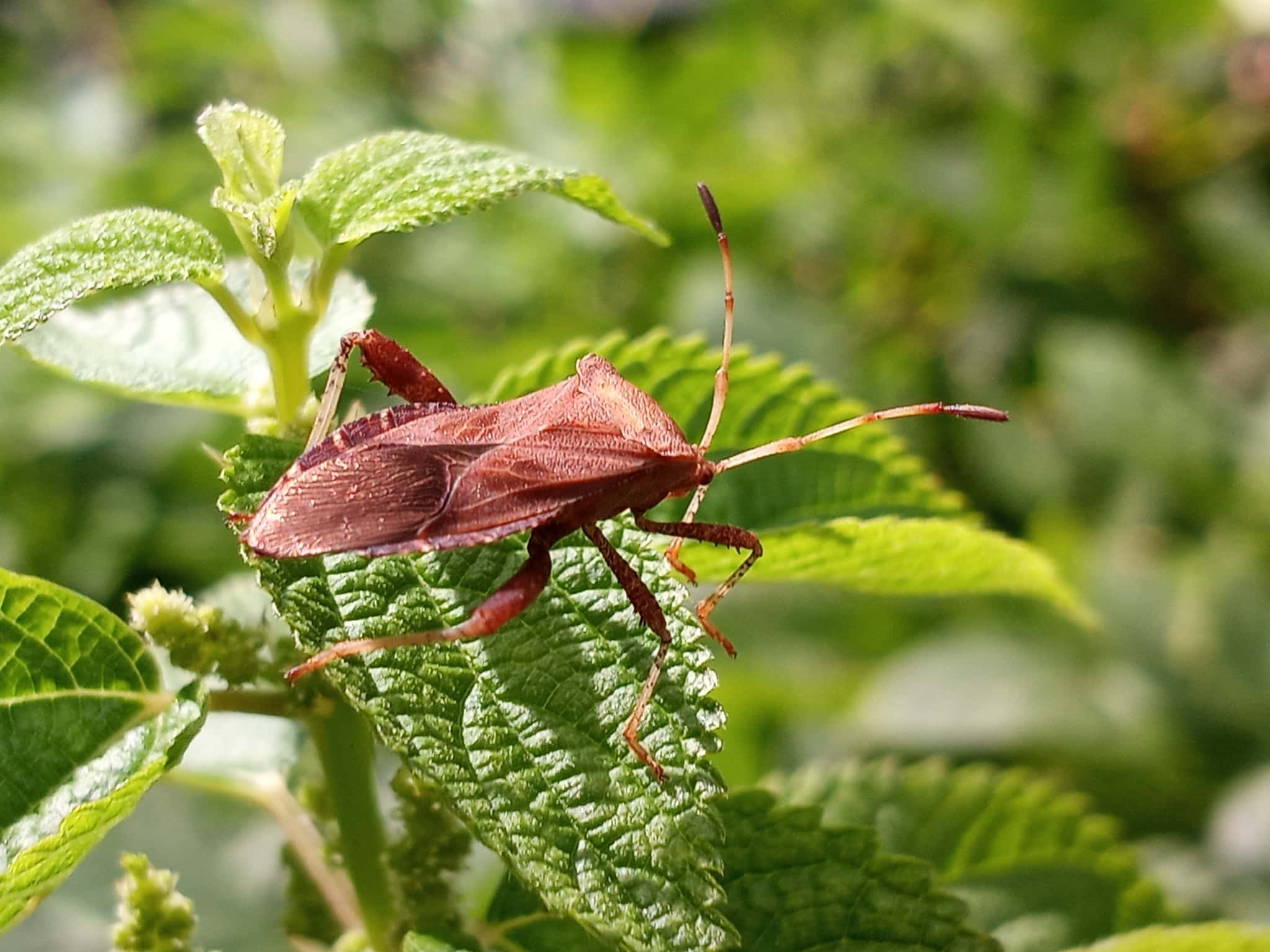 leaf-footed bug, vibrant green leaf, serrated edges, Full HD Desktop Wallpaper