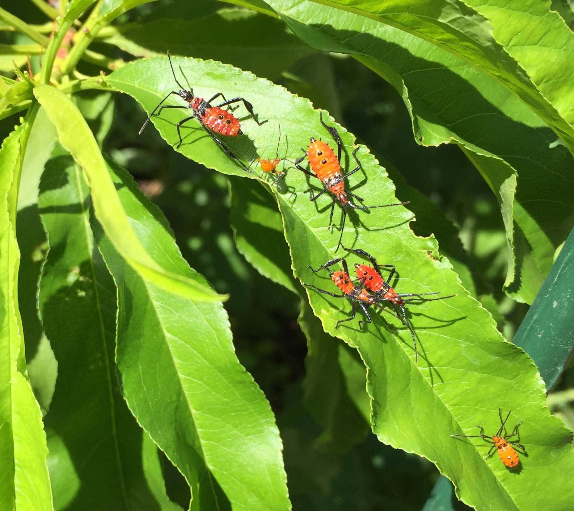 Leaf-footed Bug, red and orange nymphs, tropical bug, HD Desktop Wallpaper