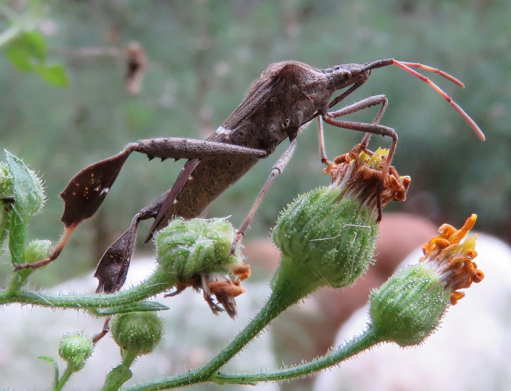 leaf-footed bug, green flower bud, orange petals, HD Desktop Wallpaper