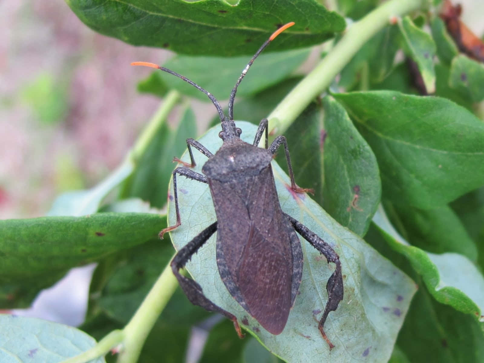 leaf-footed bug, green leaf, dark brown, HD Desktop Wallpaper
