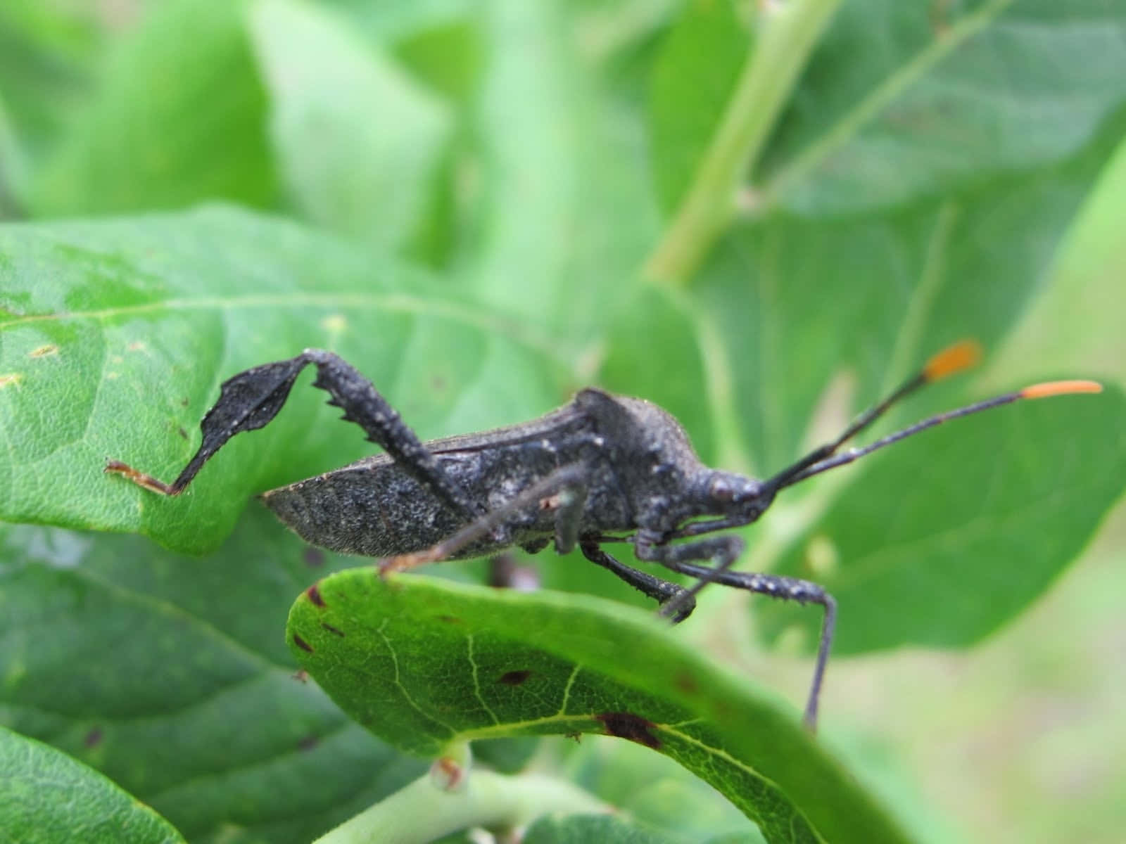 leaf-footed bug, orange-tipped antennae, vibrant green leaf, HD Desktop Wallpaper