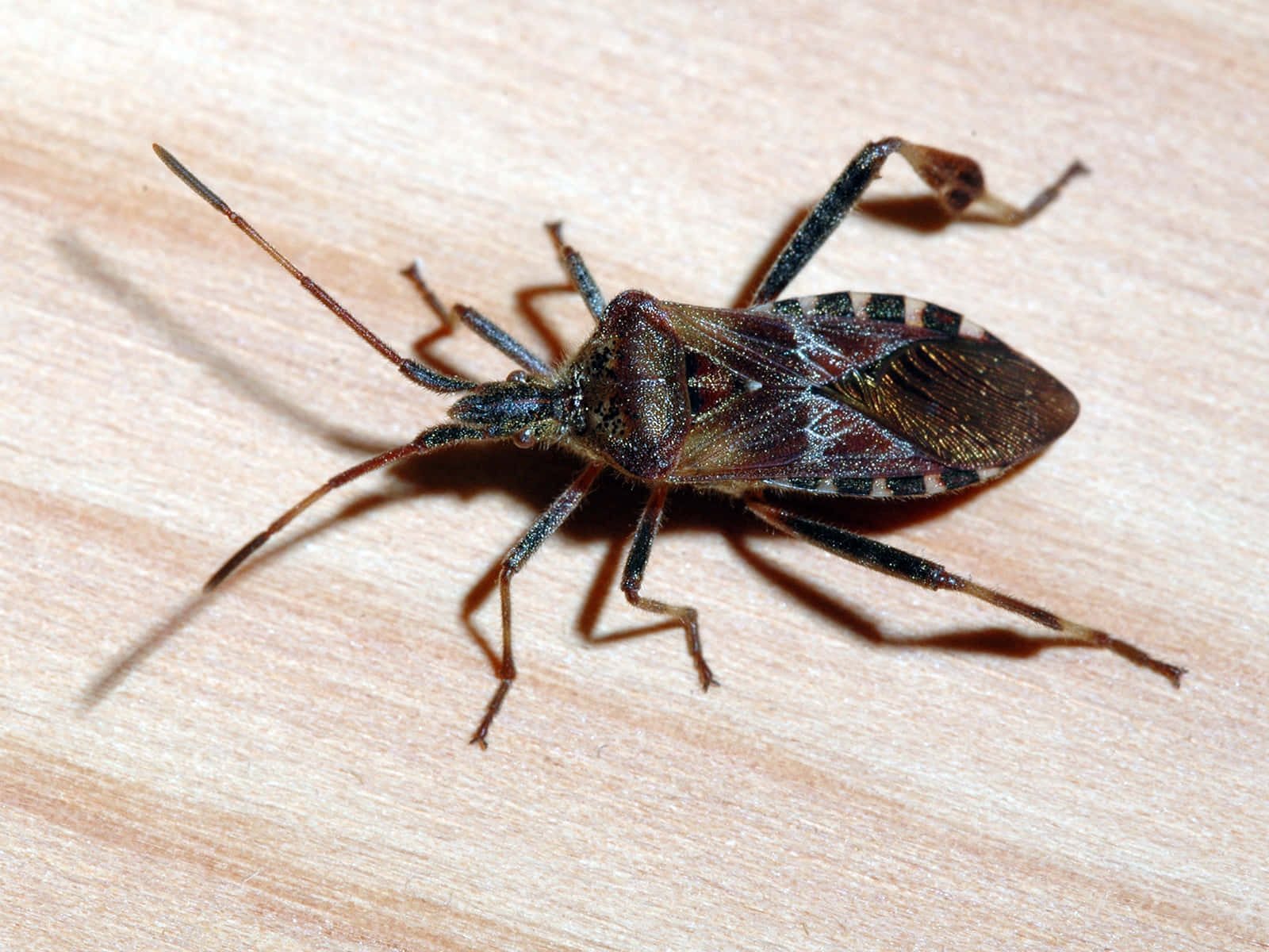 leaf-footed bug, brown and black, long antennae, HD Desktop Wallpaper
