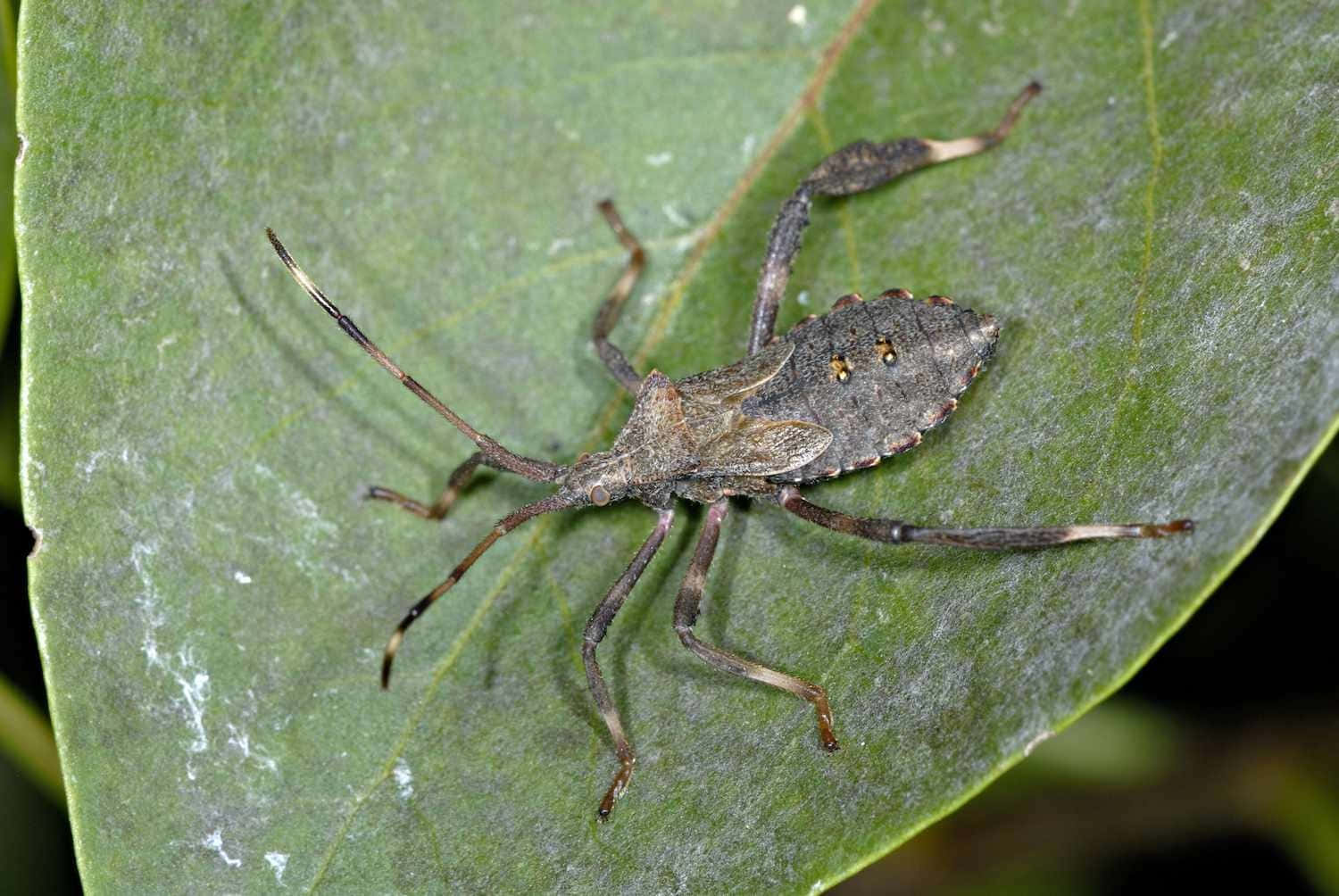 leaf-footed bug, green leaf, brown, HD Desktop Wallpaper