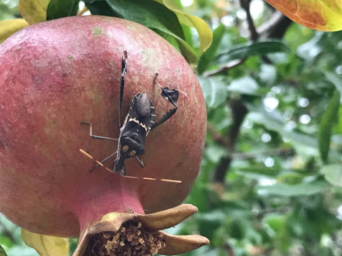 Leaf-footed Bug, pomegranate, black and white, SD Desktop Wallpaper