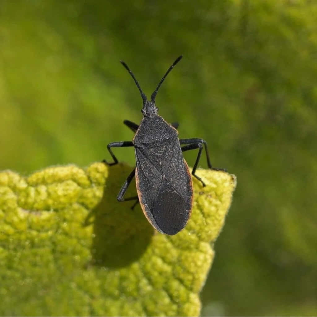 Leaf-footed Bug, black bug, orange markings, SD Desktop Wallpaper
