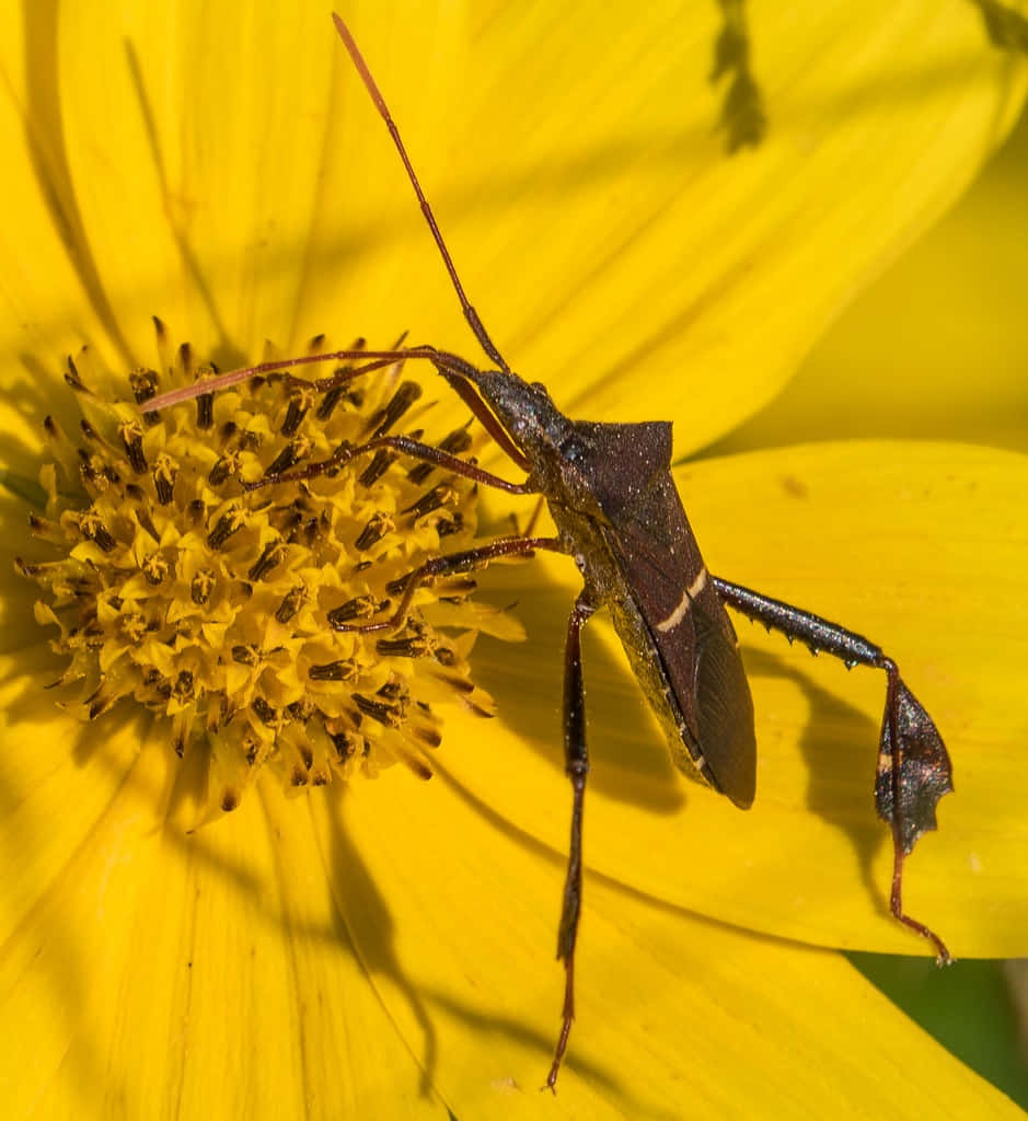 leaf-footed bug, yellow flower, sunflower, SD Phone Wallpaper