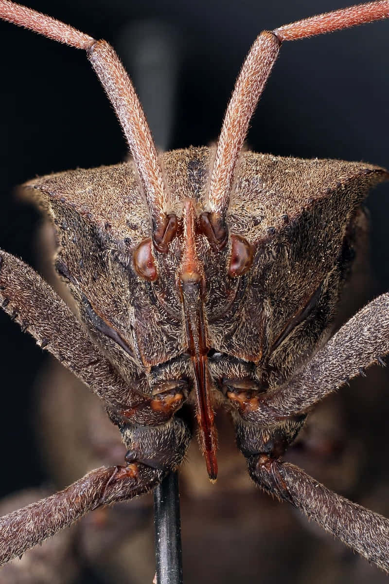 leaf-footed bug, brown, textured head, SD Phone Wallpaper