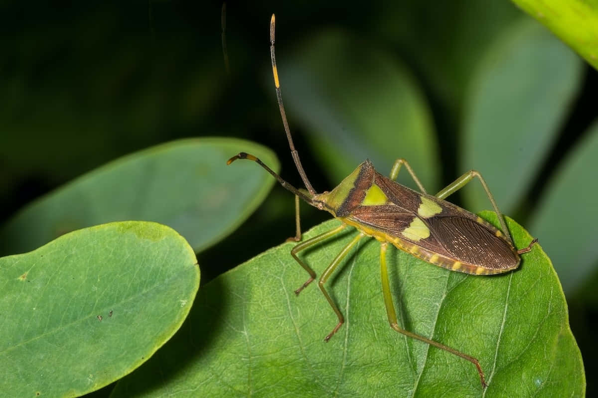 leaf-footed bug, green leaf, glossy green leaf, SD Desktop Wallpaper