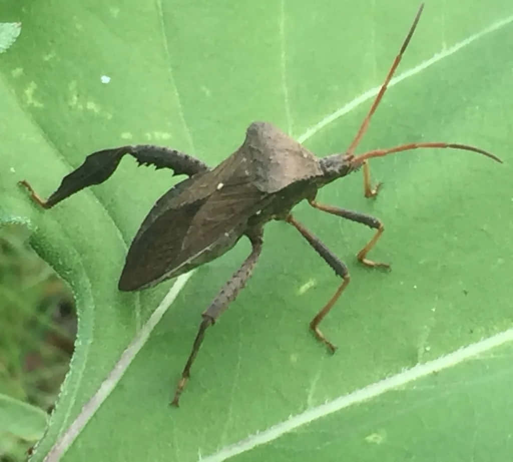 leaf-footed bug, brown, orange antennae, SD Desktop Wallpaper