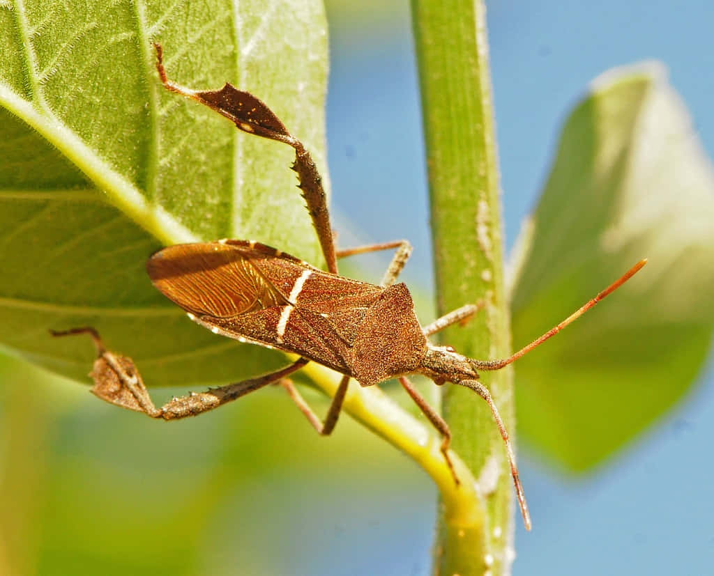 leaf-footed bug, green leaf, bright blue sky, SD Desktop Wallpaper