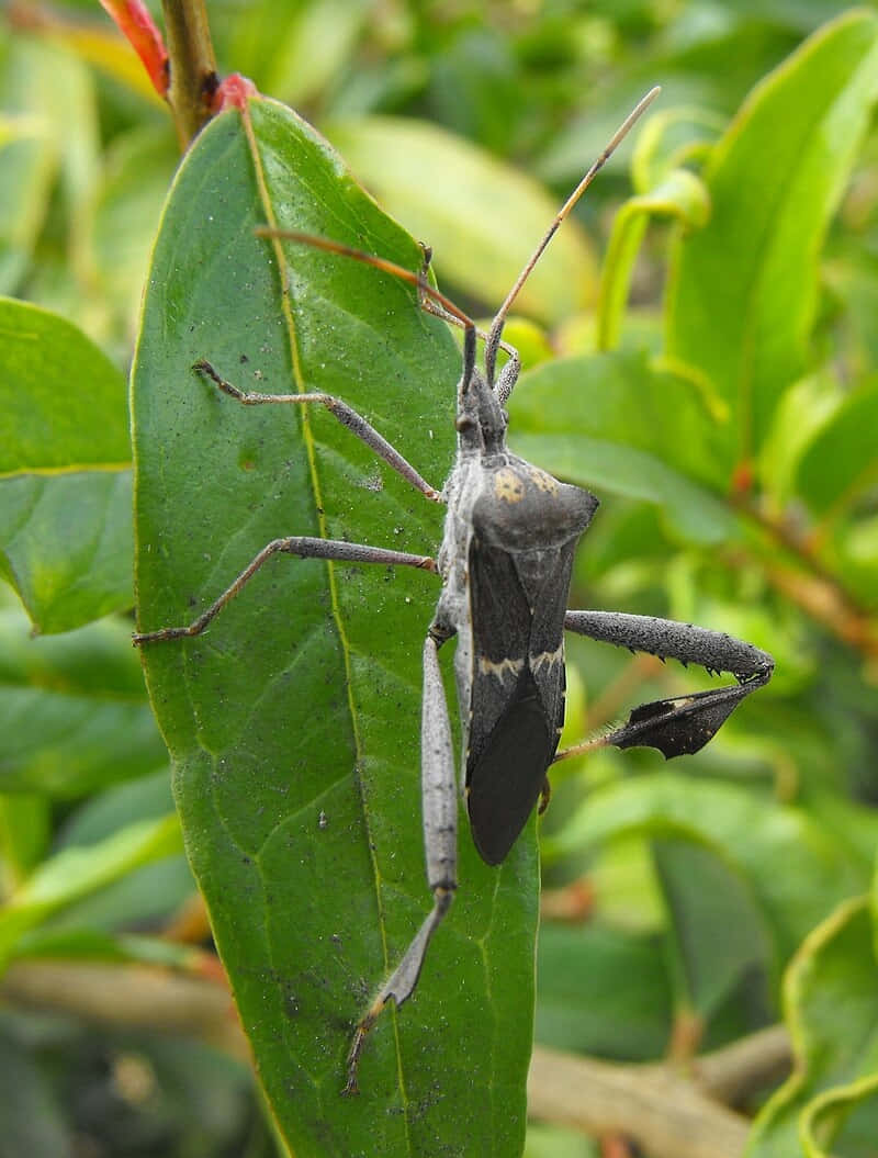 leaf-footed bug, gray, long antennae, SD Phone Wallpaper