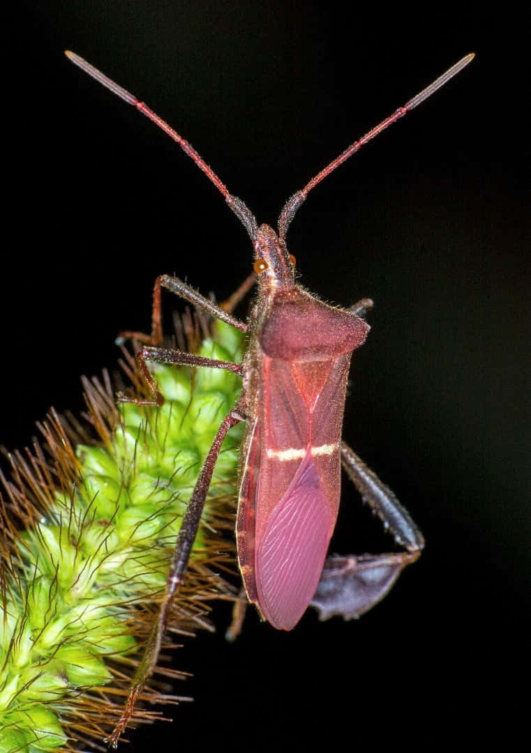 leaf-footed bug, red, spiky green plant stem, SD Phone Wallpaper