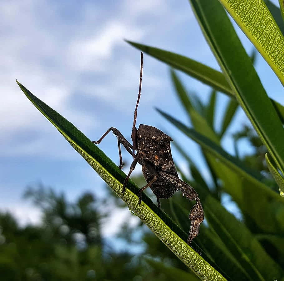 leaf-footed bug, vibrant green leaf, soft blue sky, SD Desktop Wallpaper
