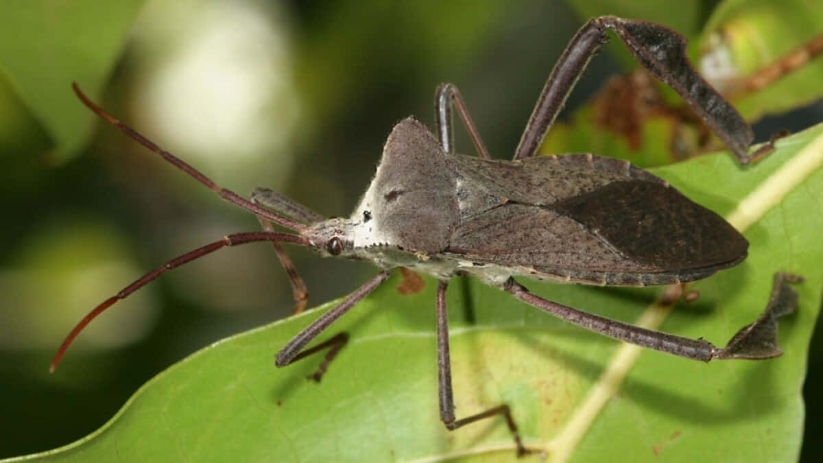 Leaf-footed Bug, green leaf, vibrant green leaf, SD Desktop Wallpaper