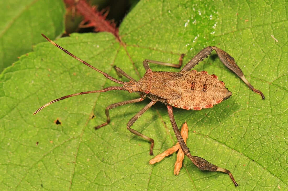 Leaf-footed Bug, green leaf, vibrant green leaf, SD Desktop Wallpaper