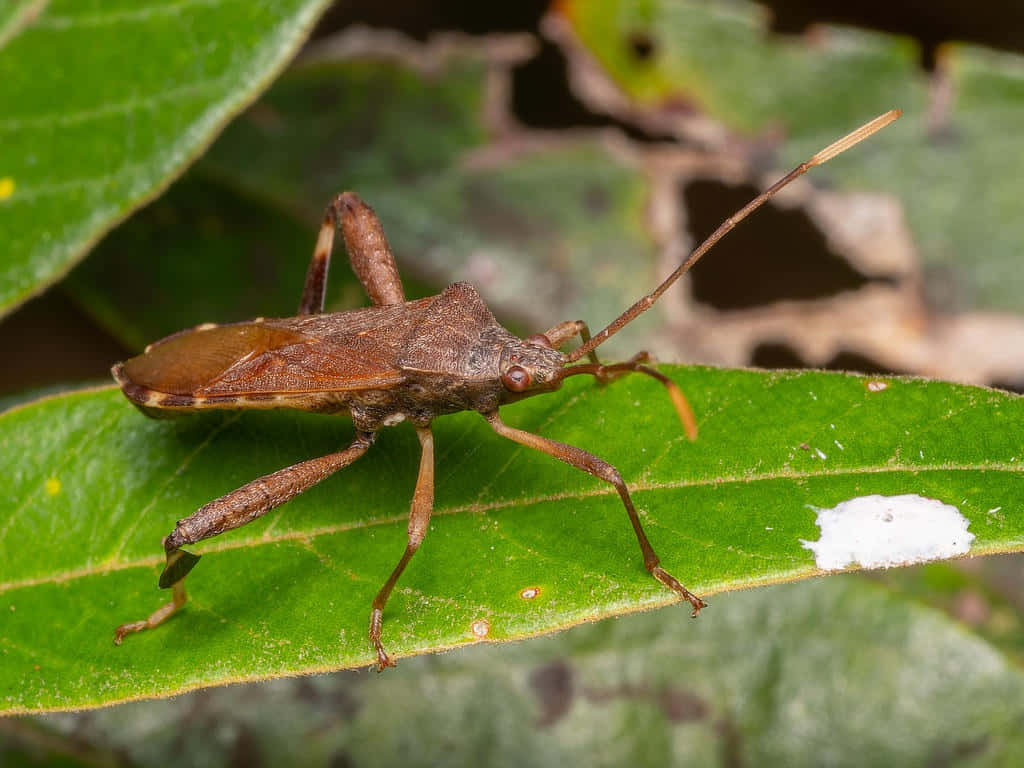 leaf-footed bug, green leaf, white spot, SD Desktop Wallpaper