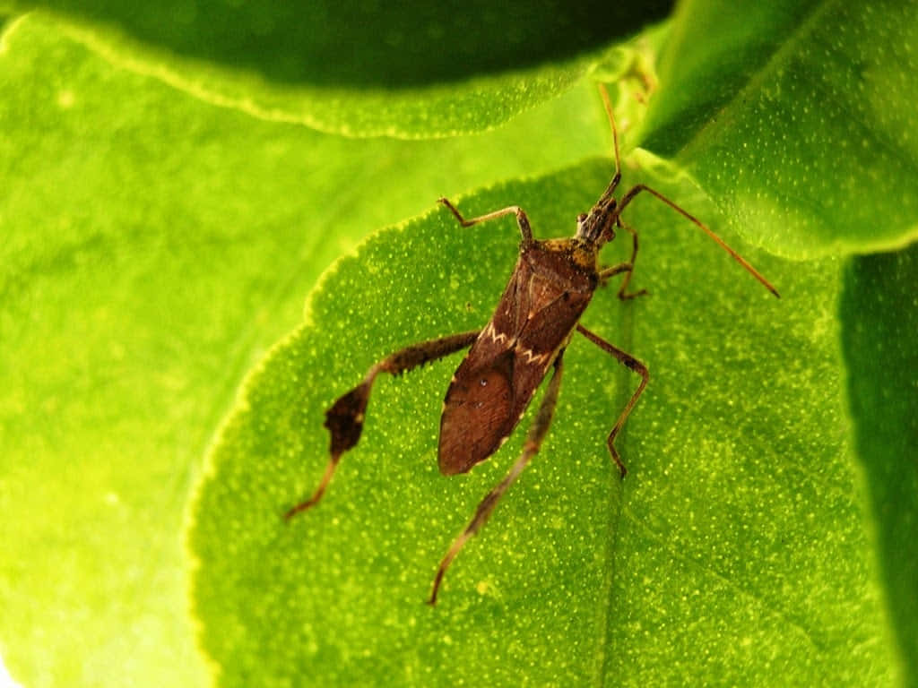 leaf-footed bug, green leaf, dewy texture, SD Desktop Wallpaper