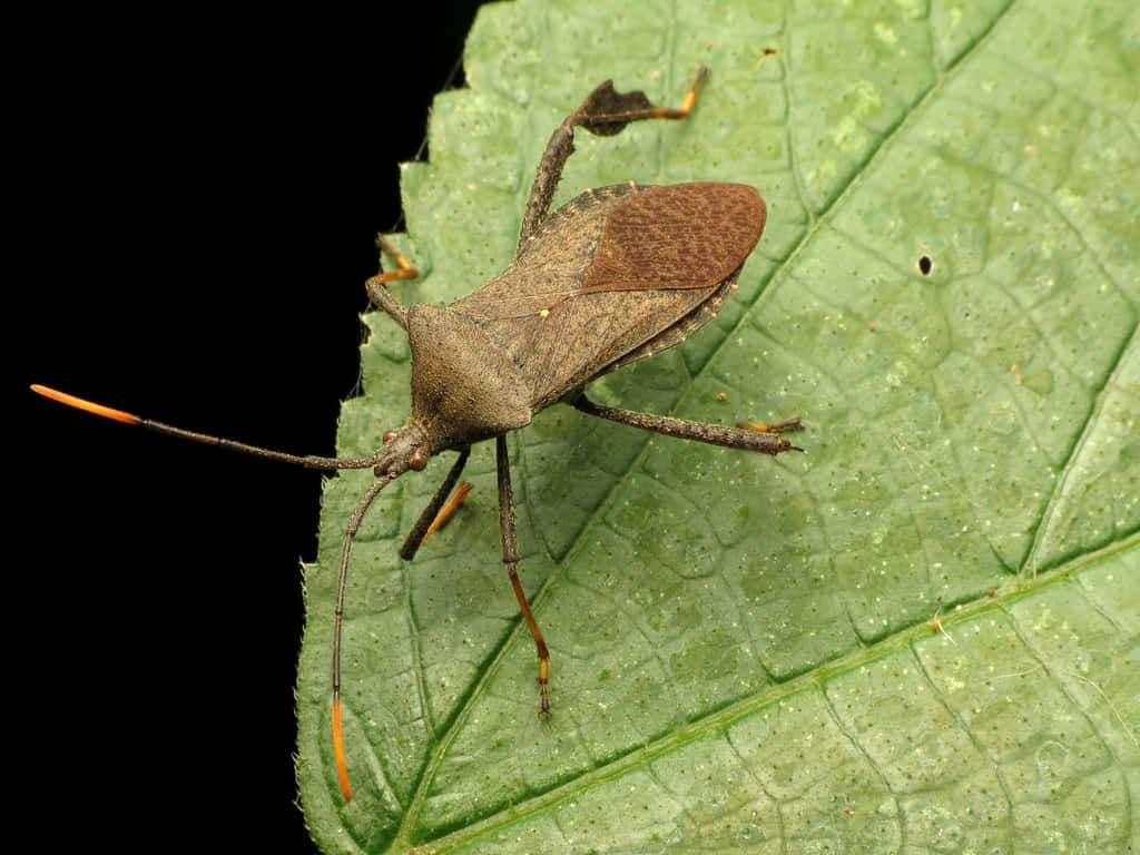 leaf-footed bug, orange-tipped antennae, textured green leaf, SD Desktop Wallpaper