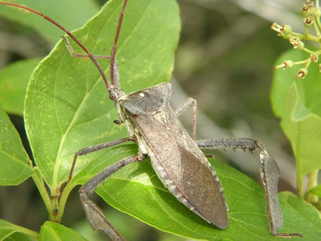 leaf-footed bug, brown, long antennae, SD Desktop Wallpaper