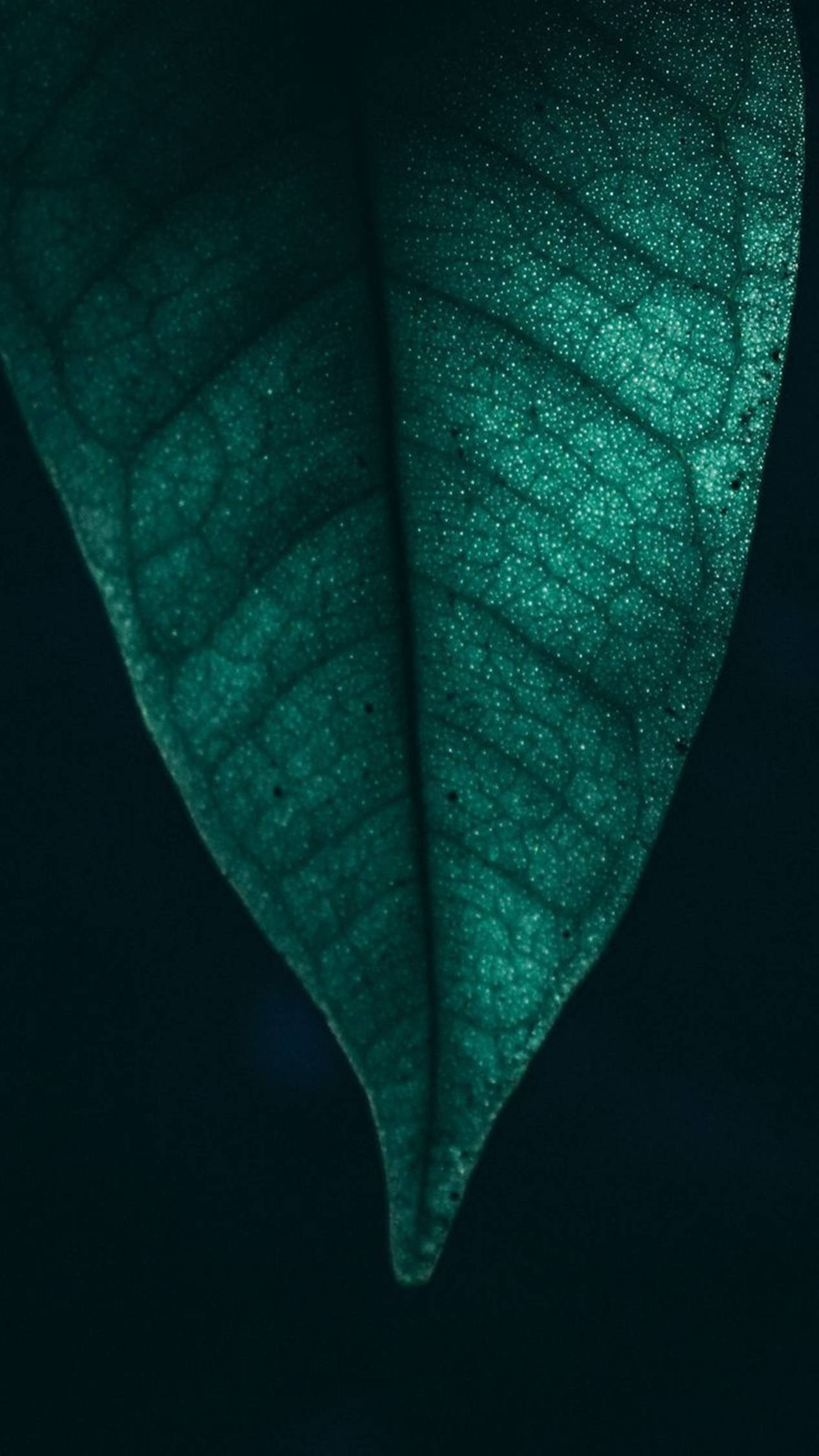 4K, Android Micro Leaf, emerald green, Full HD Phone Wallpaper