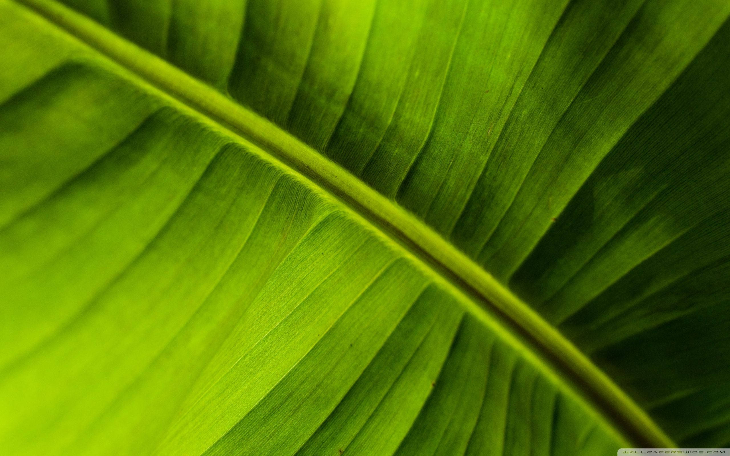 green banana leaf, vibrant green, detailed veins, 2K Desktop Wallpaper