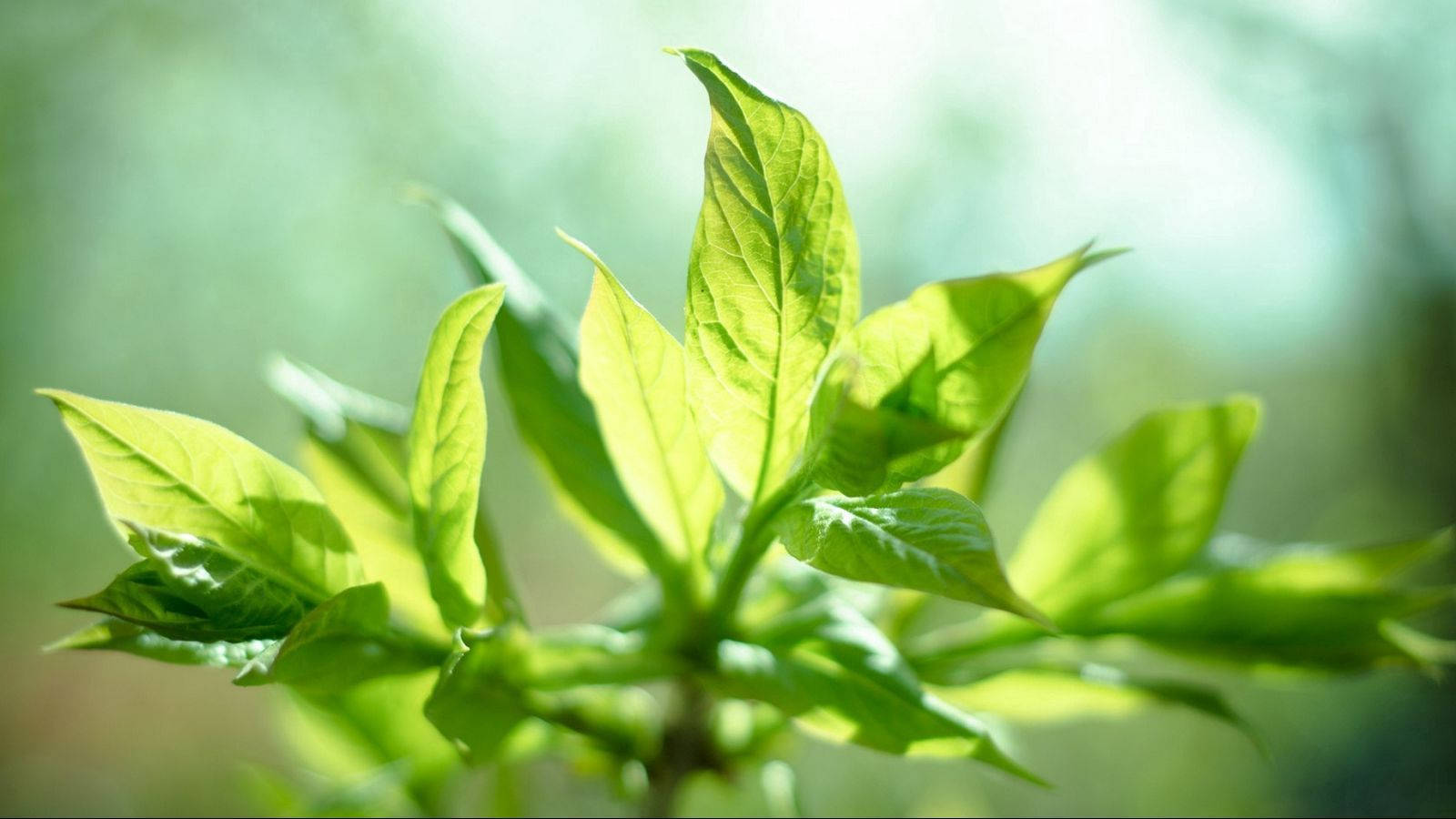 mint plant, sunshine, vibrant green leaves, HD Desktop Wallpaper