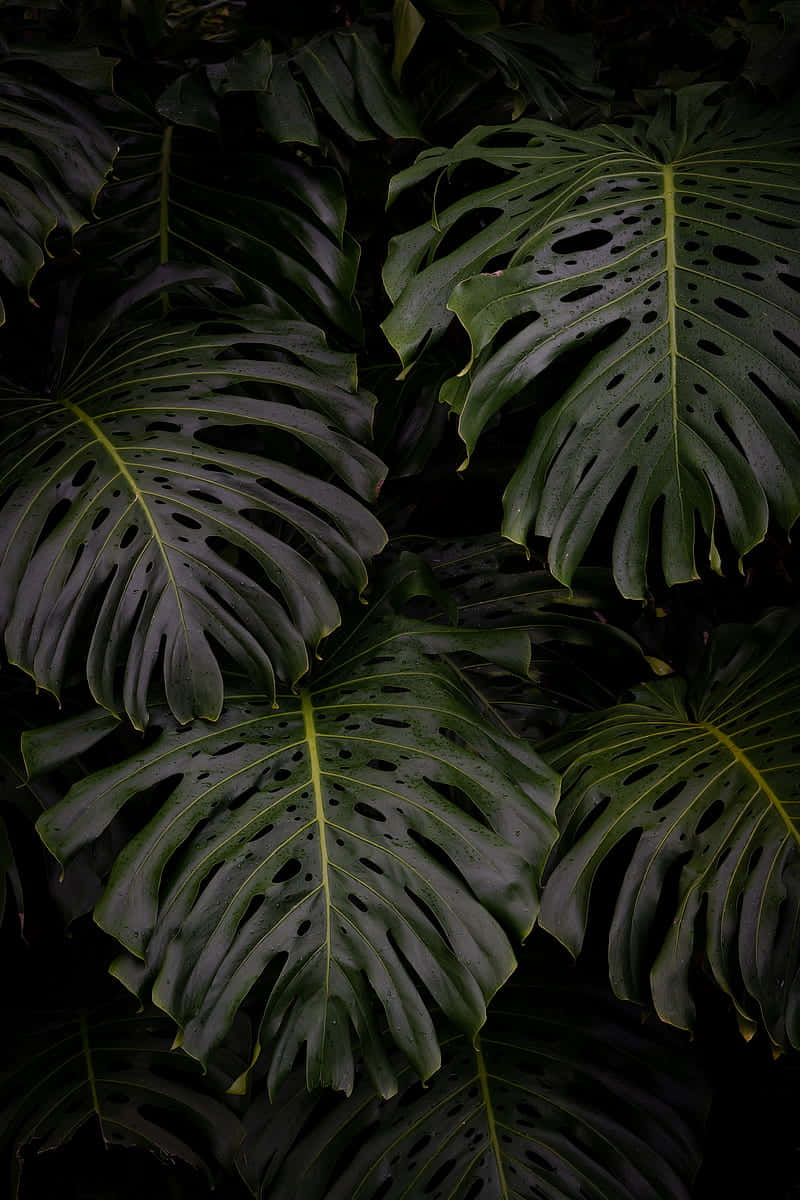 dark aesthetic monstera leaves plant, dark green monstera leaves, natural holes, SD Phone Wallpaper