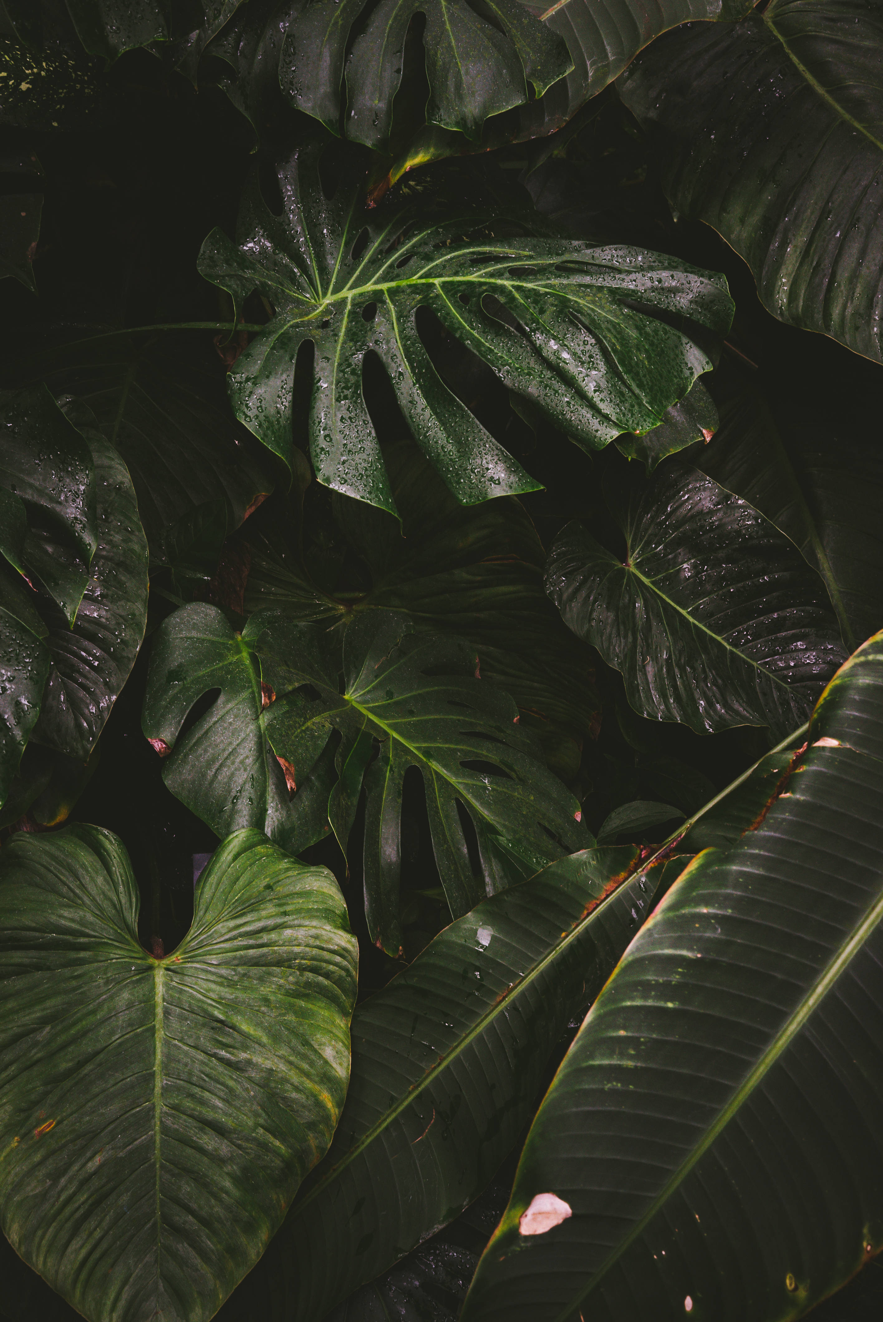 dark green plants, tropical foliage, glossy leaves, 4K Phone Wallpaper