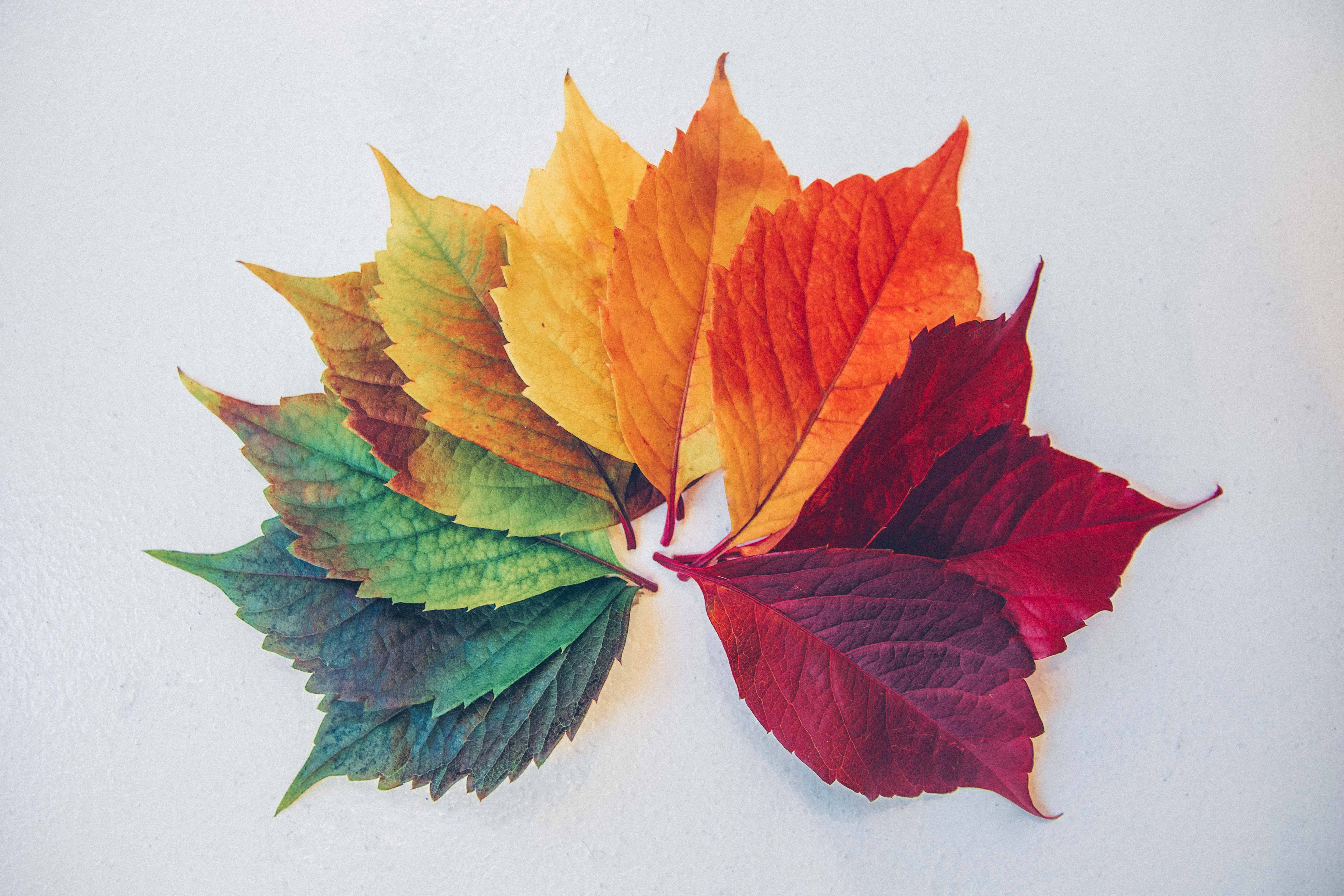 ombre colors, rainbow gradient, autumn leaves, 5K Desktop Wallpaper