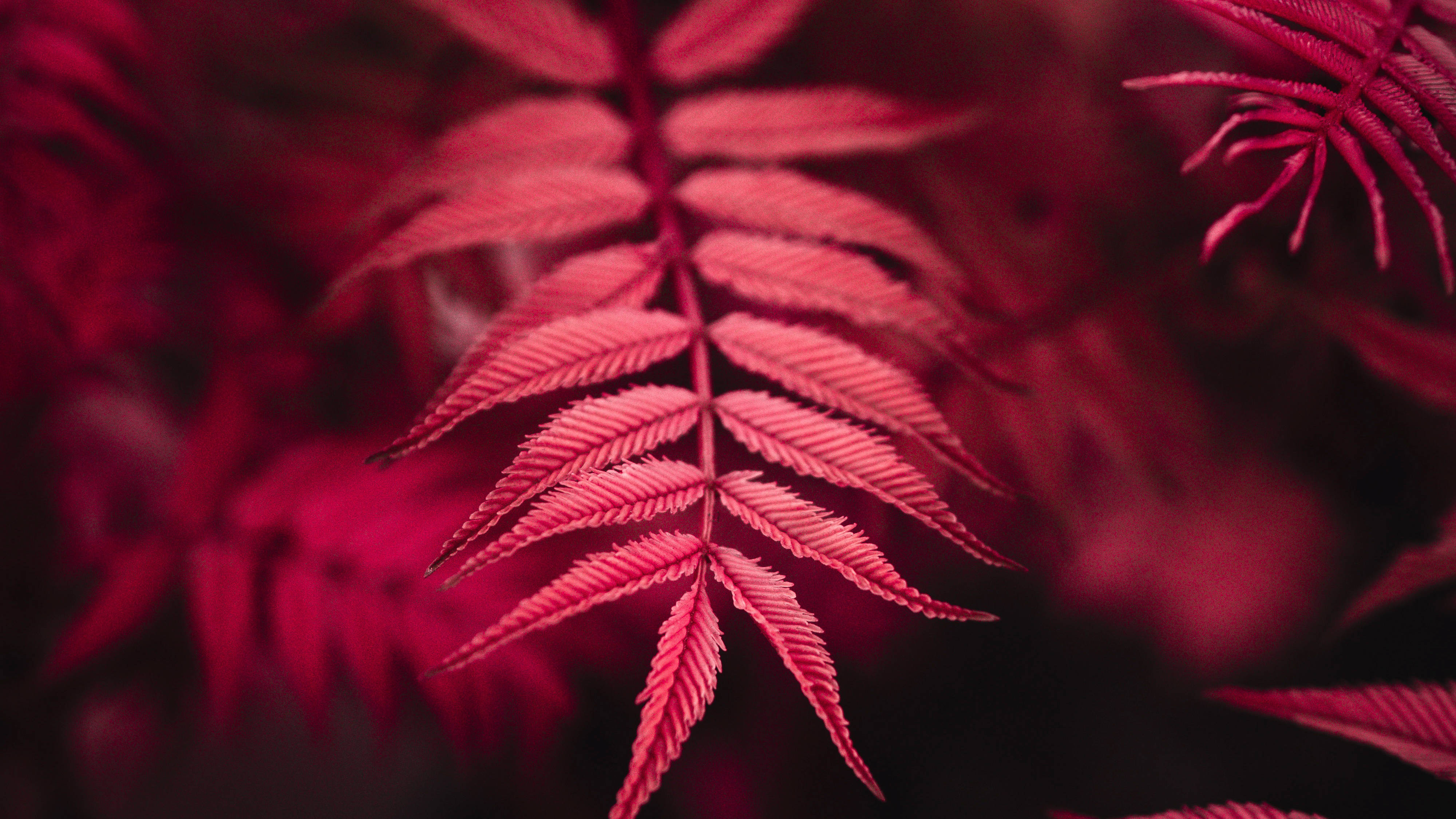 Red 4K UHD Leaf, crimson fern fronds, intricate vein detail, 4K Desktop Wallpaper