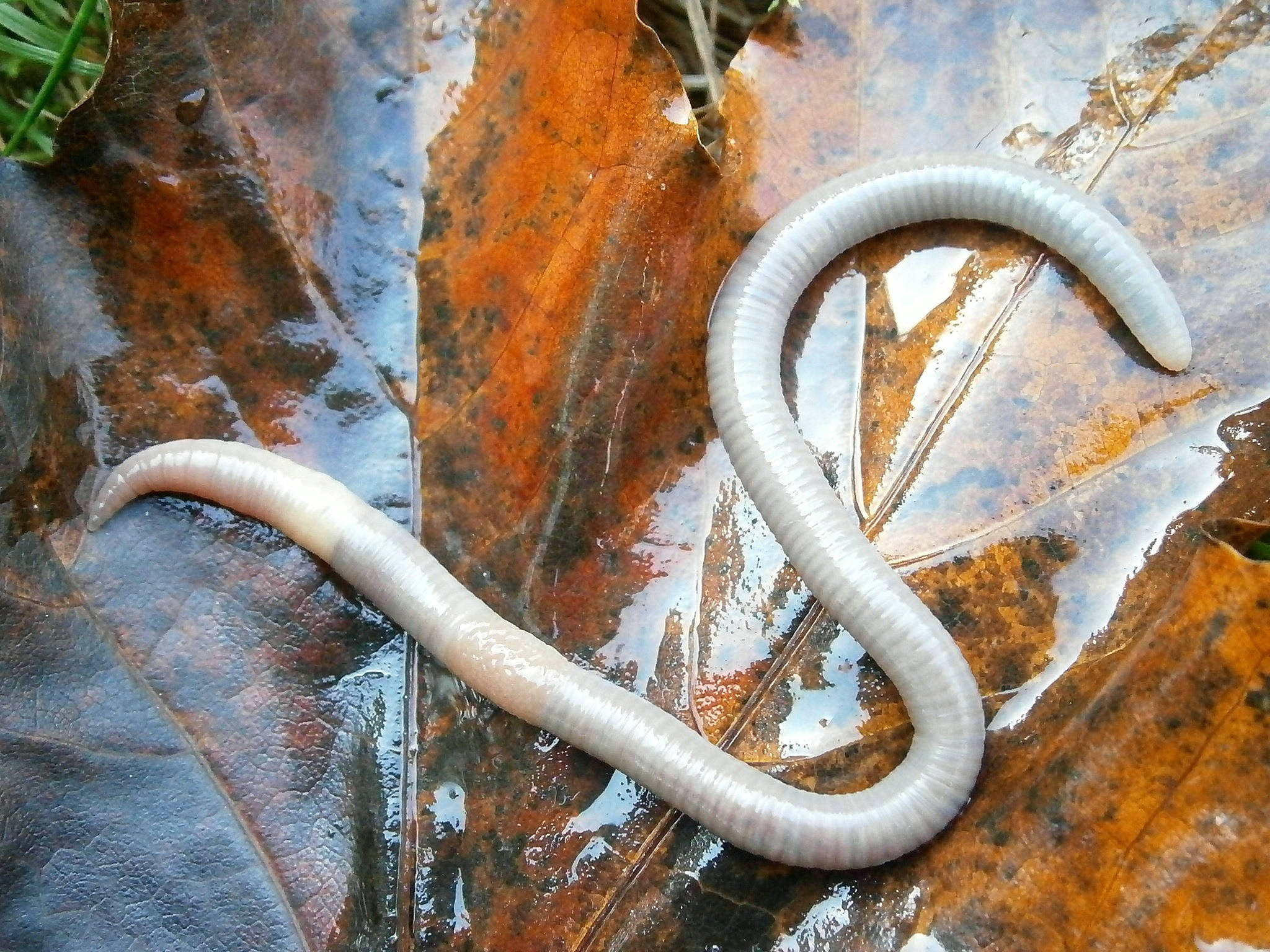 white lumbricid worm, leaf, wet, Full HD Desktop Wallpaper