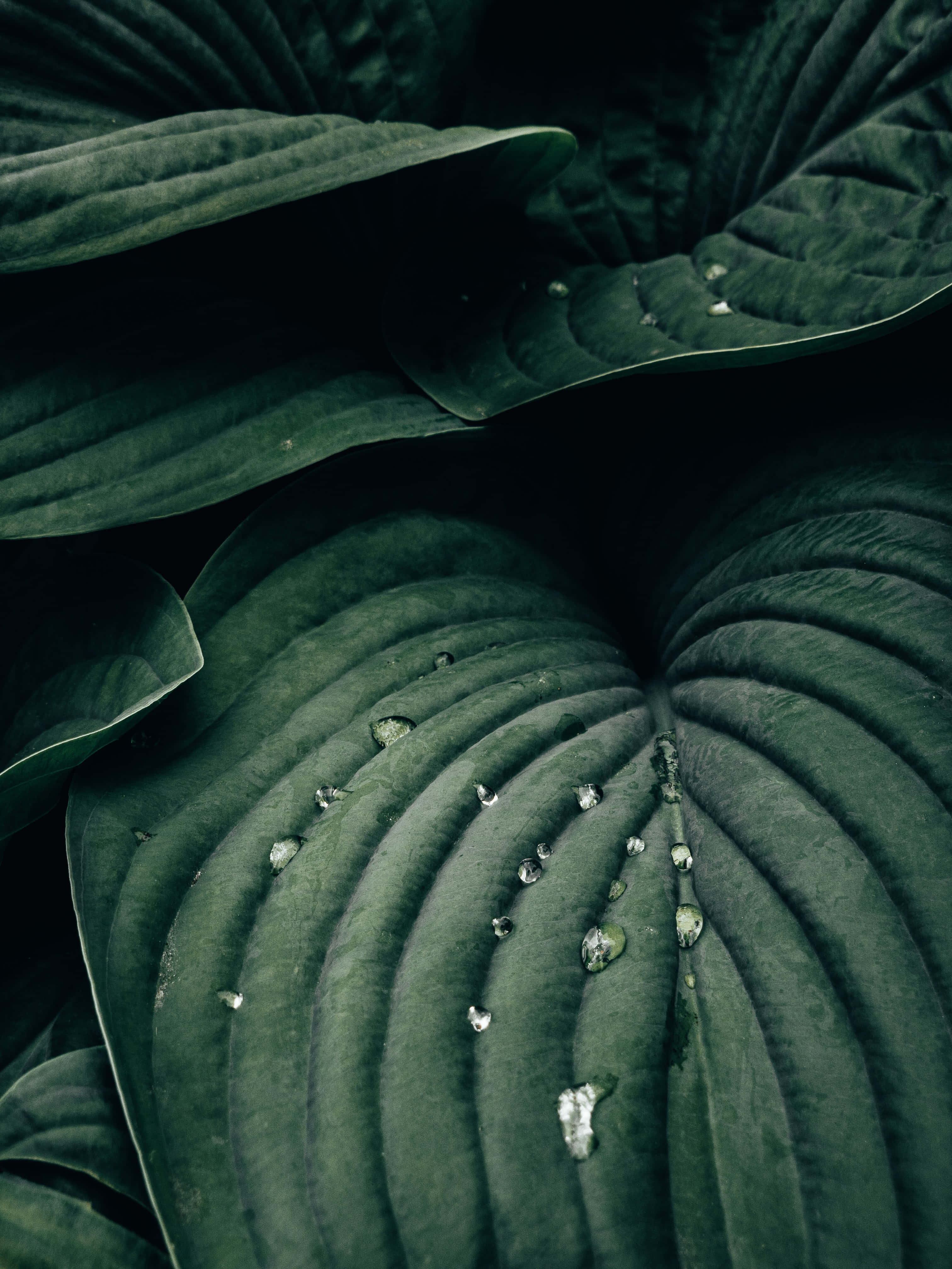 hosta leaves, deep green, water droplets, 4K Phone Wallpaper