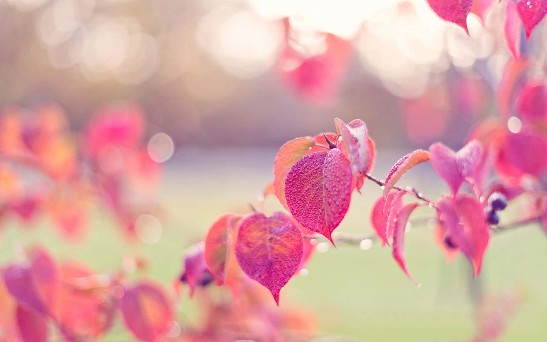 cute leaves, violet, pink, Full HD Desktop Wallpaper