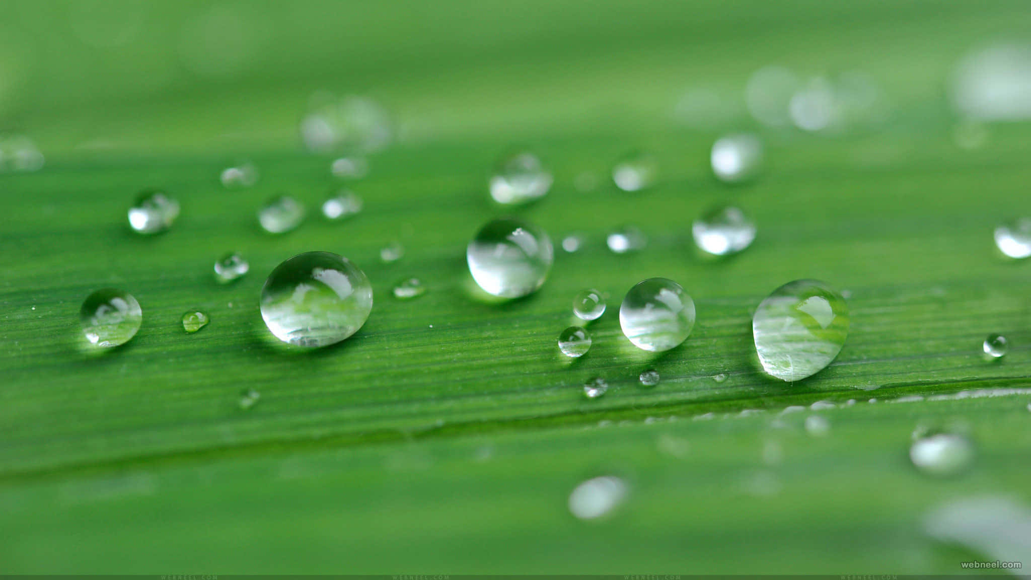 Rain 4K Drops, vibrant green leaf, glistening water droplets, Full HD Desktop Wallpaper