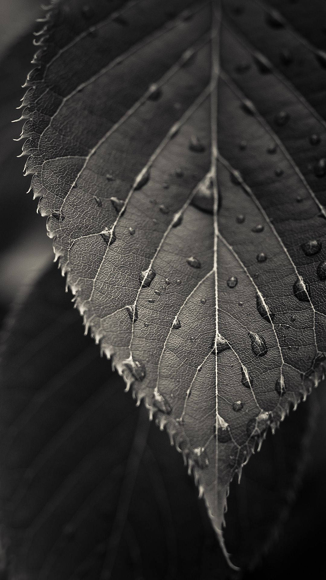 black and white leaf, monochrome, textured leaf, Full HD Phone Wallpaper