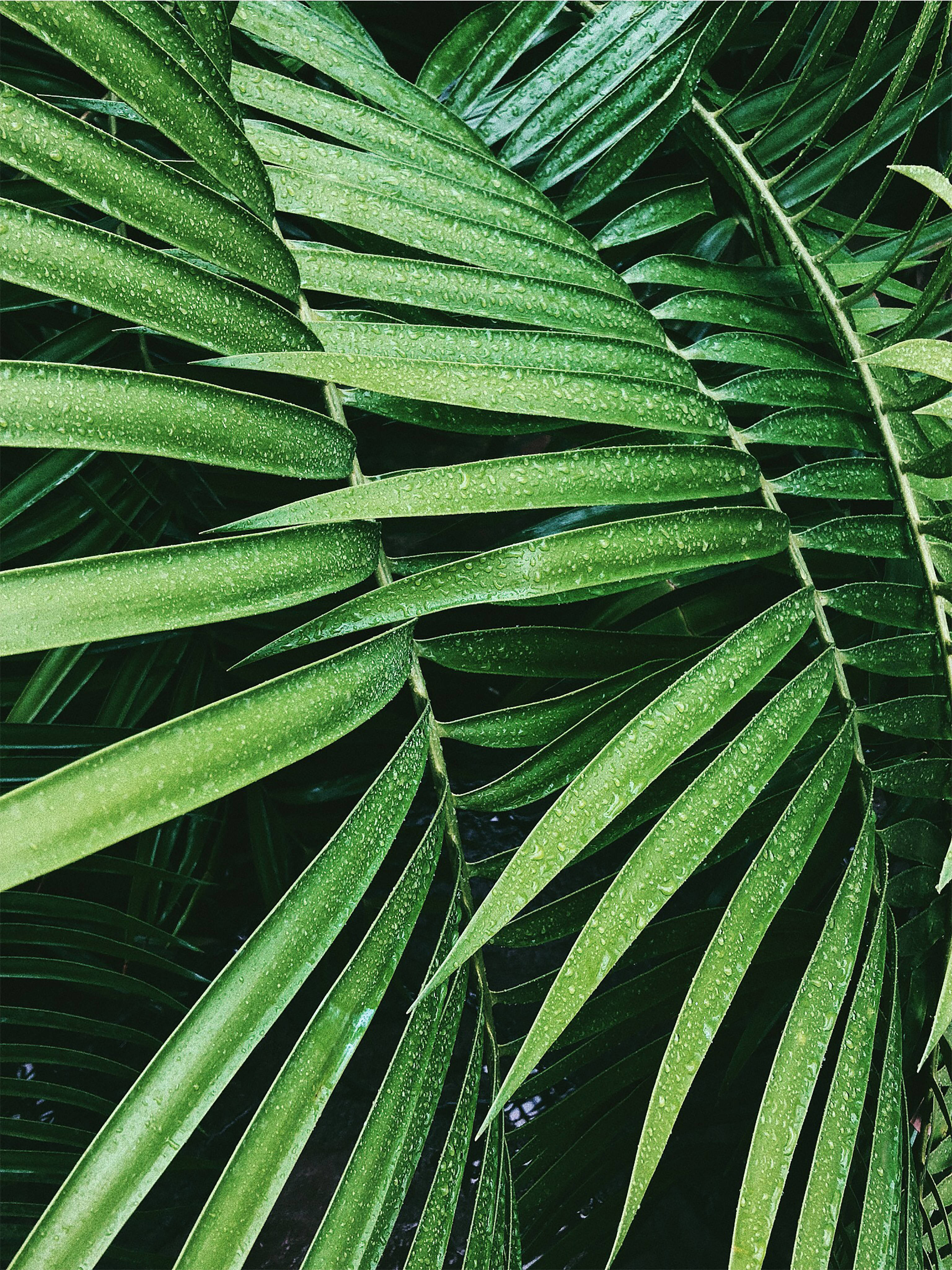 palm leaf, vibrant green, water droplets, 4K Phone Wallpaper