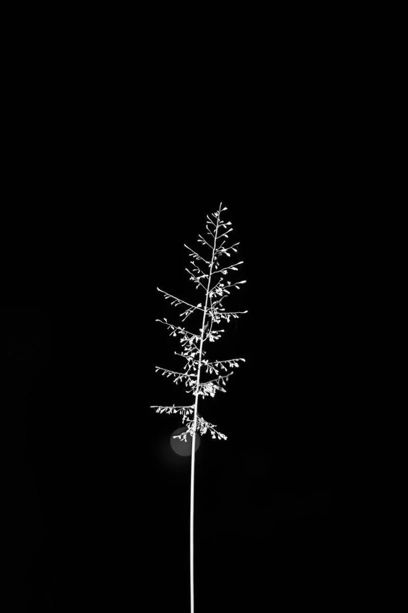 bw fir leaf iphone dark, black background, illuminated grass stem, SD Phone Wallpaper