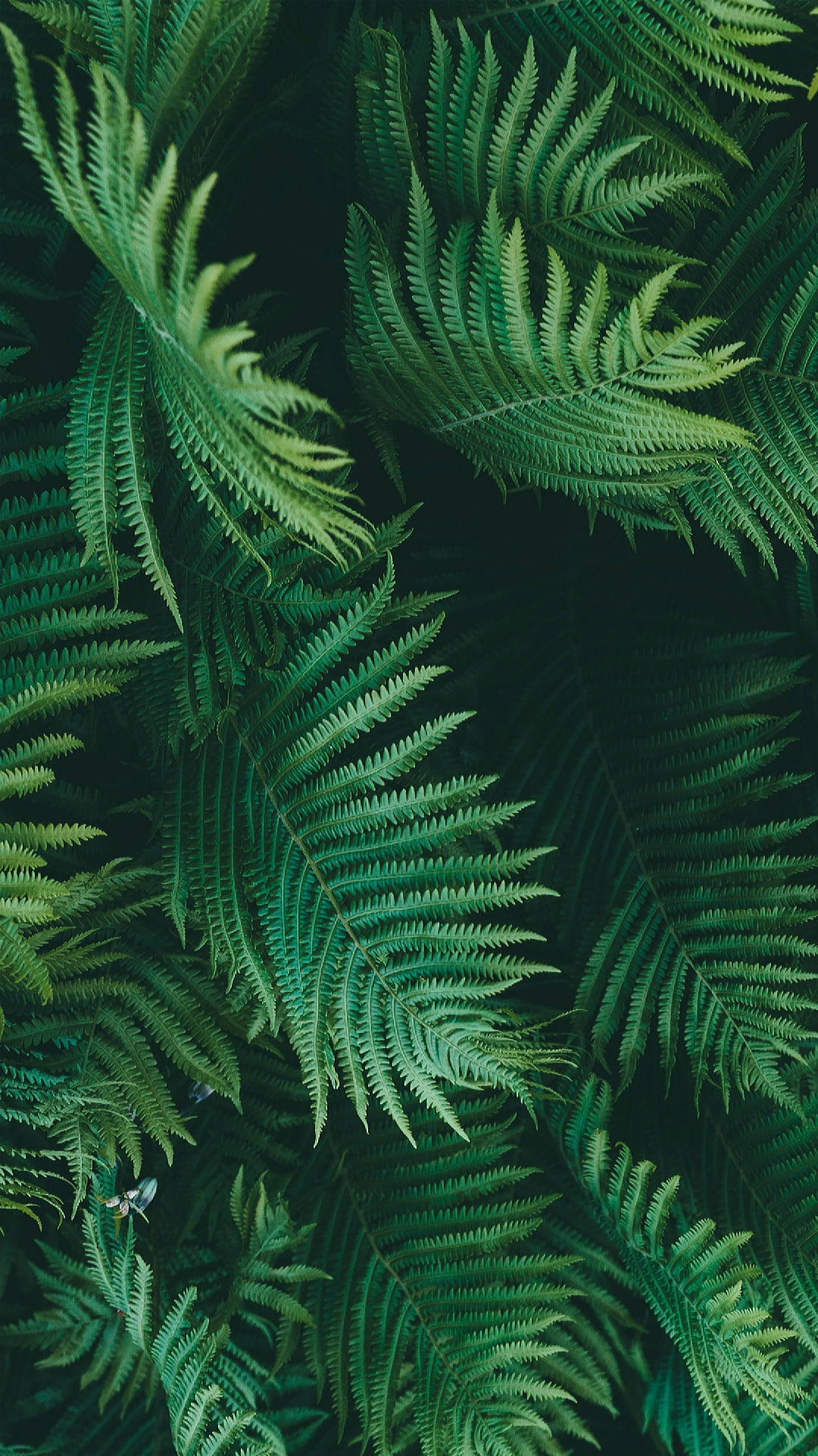 green leaves, jungle, iPhone, Full HD Phone Wallpaper