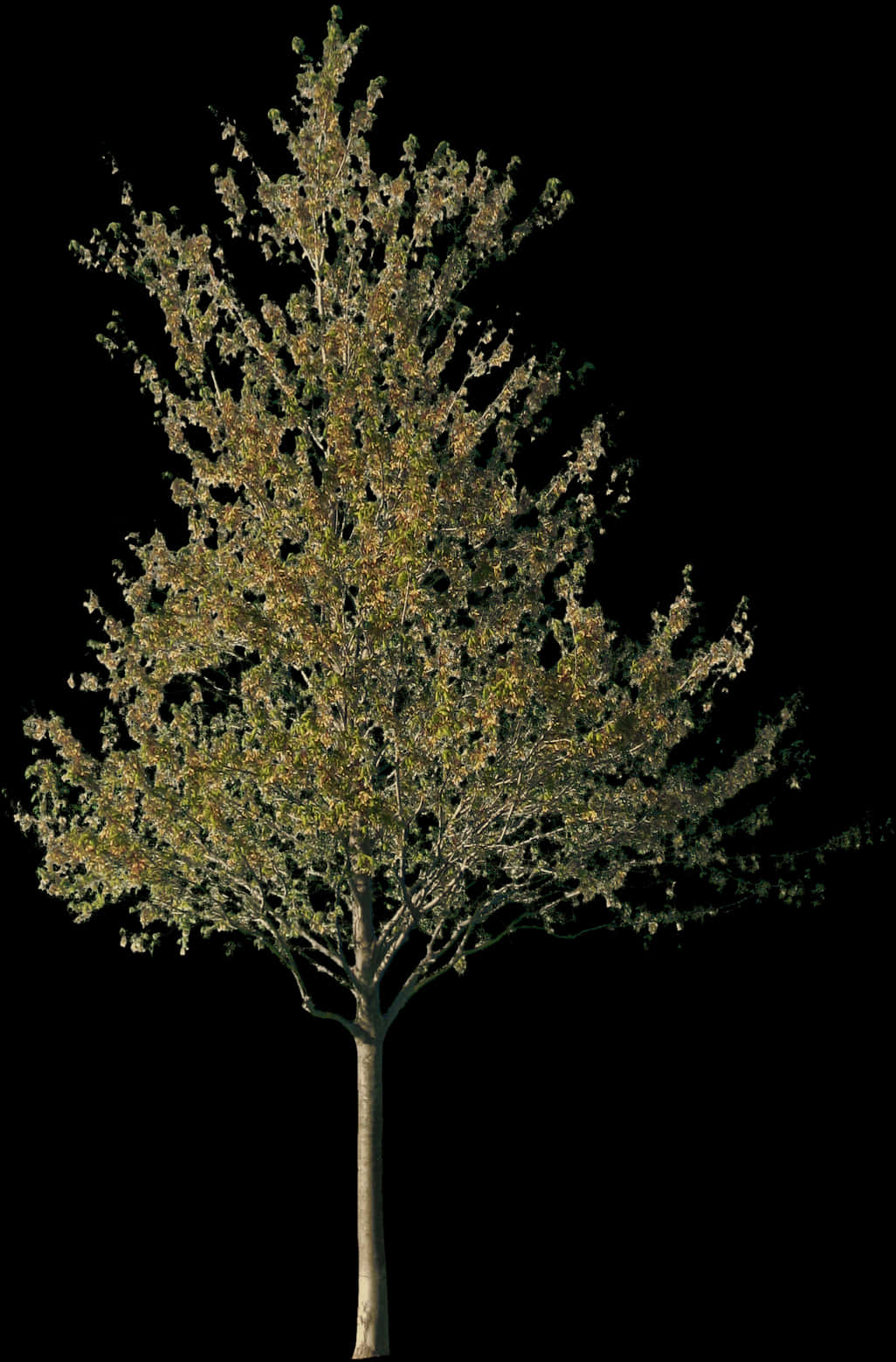 solitary tree, golden leaves, night sky, HD Phone Wallpaper
