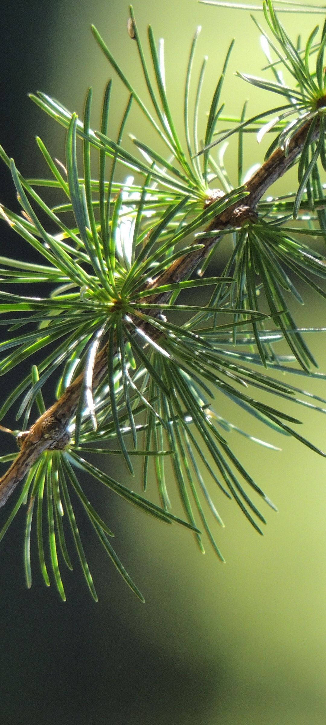 vivo v20, pine leaf, vibrant green pine needles, Full HD Phone Wallpaper