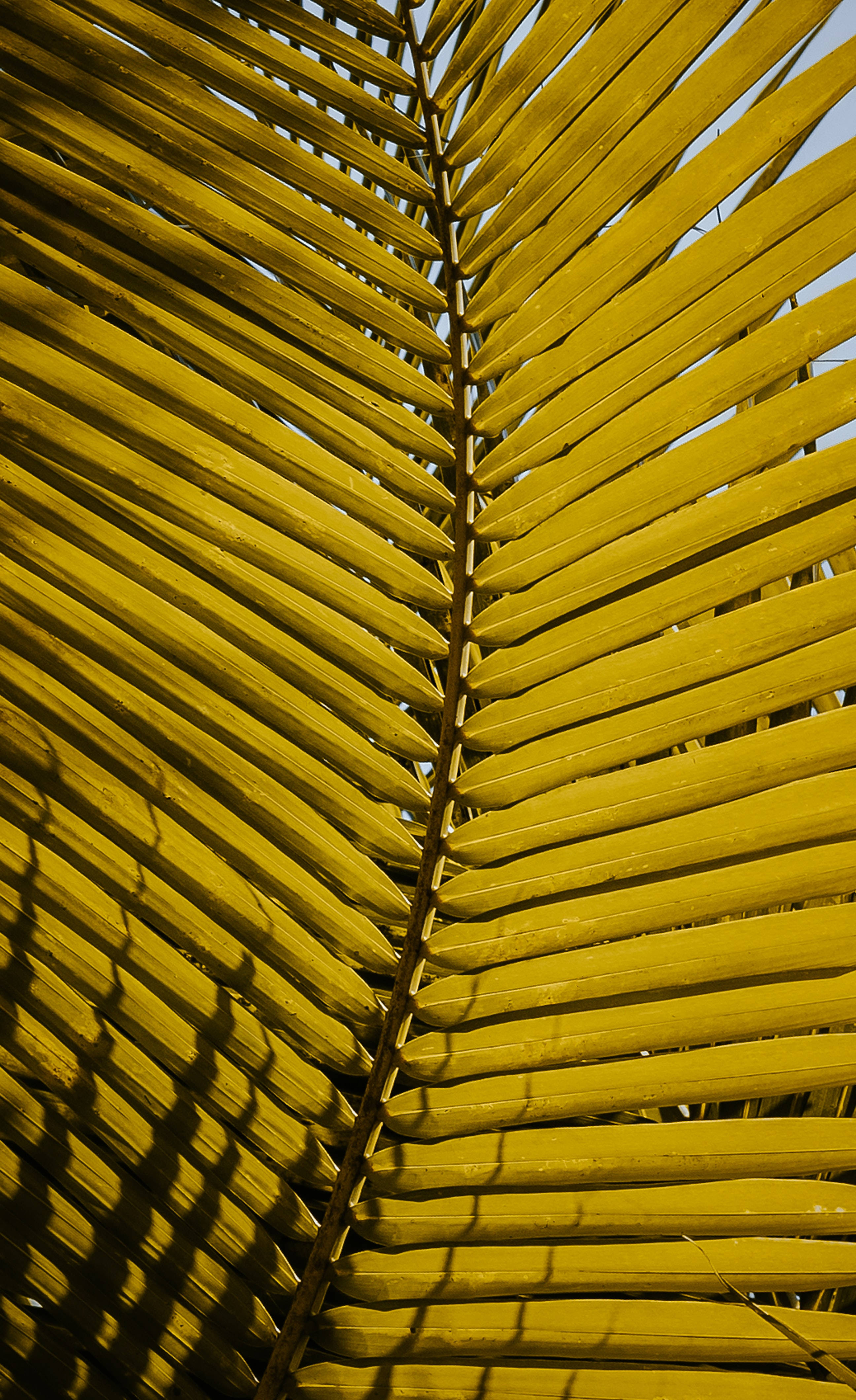 yellow palm leaf, vibrant yellow, strong sunlight, 4K Phone Wallpaper