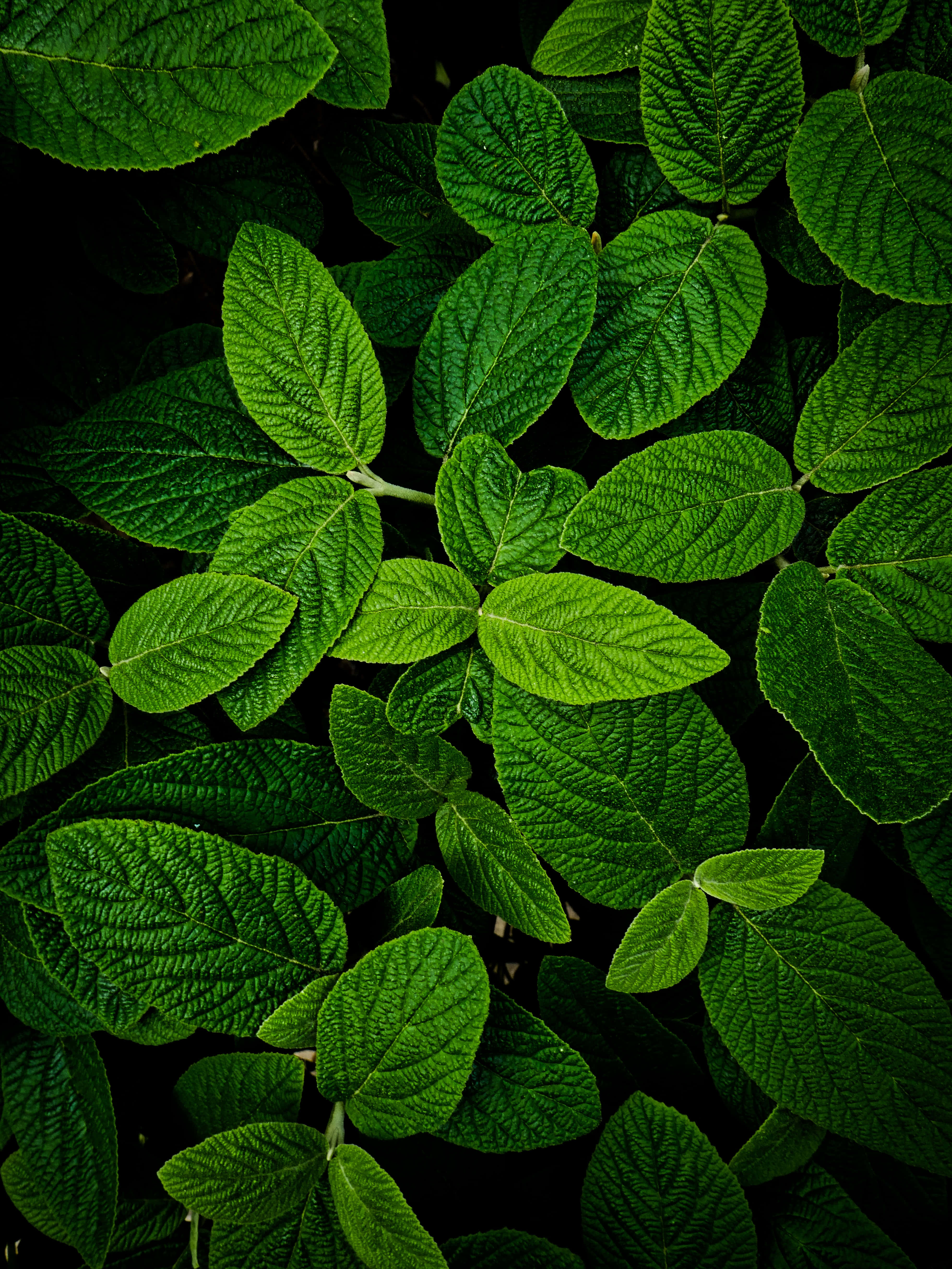 green phone, vibrant green leaves, textured veins, 4K Phone Wallpaper