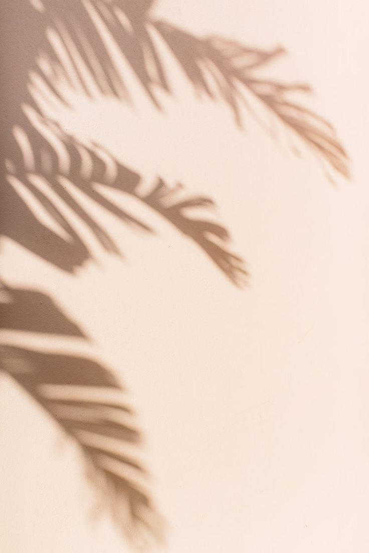 Neutral iPhone, leaf shadow, soft brown palm leaf, SD Phone Wallpaper