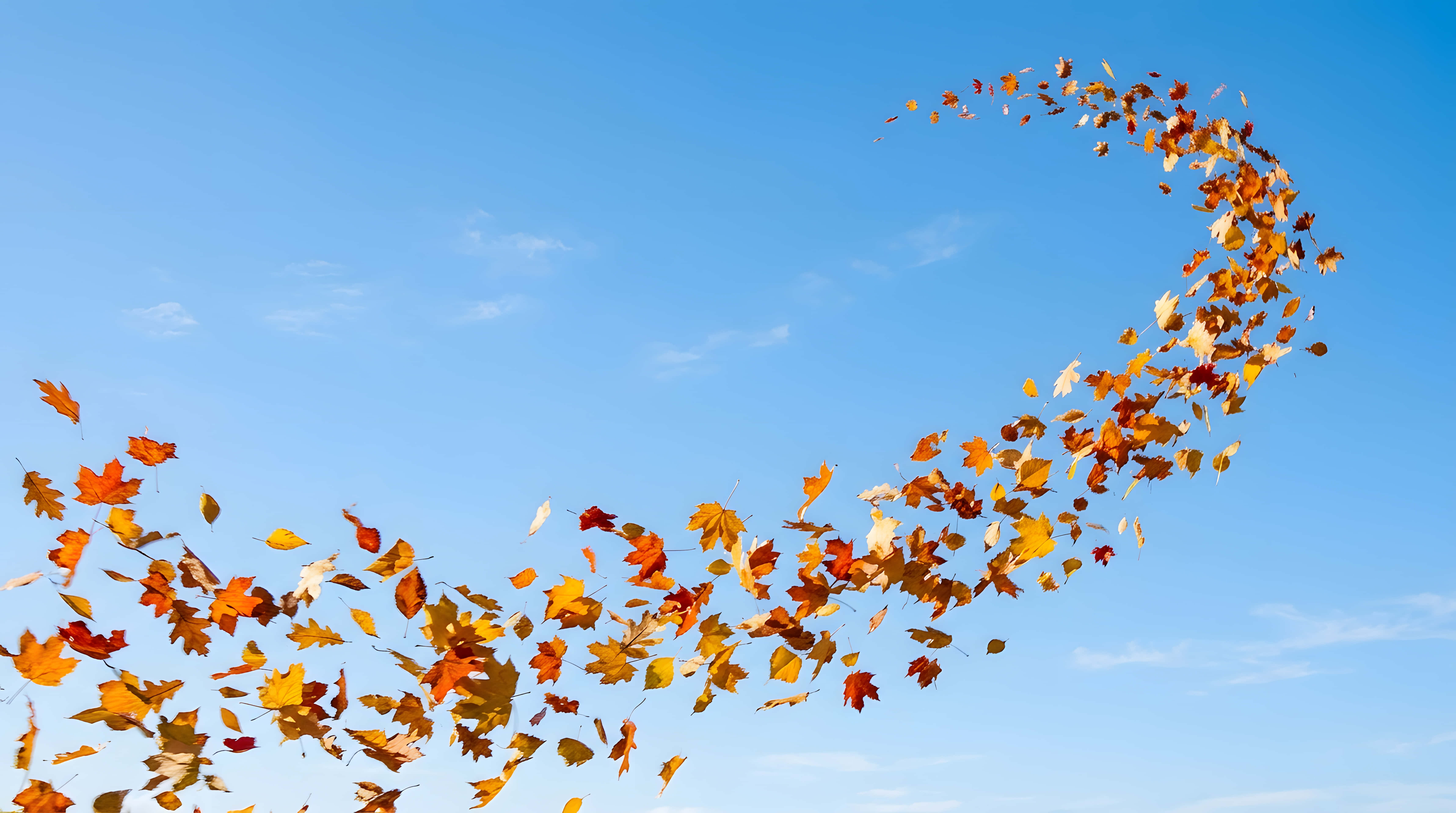 autumn maple leaves, clear blue sky, swirling arc, 5K Desktop Wallpaper