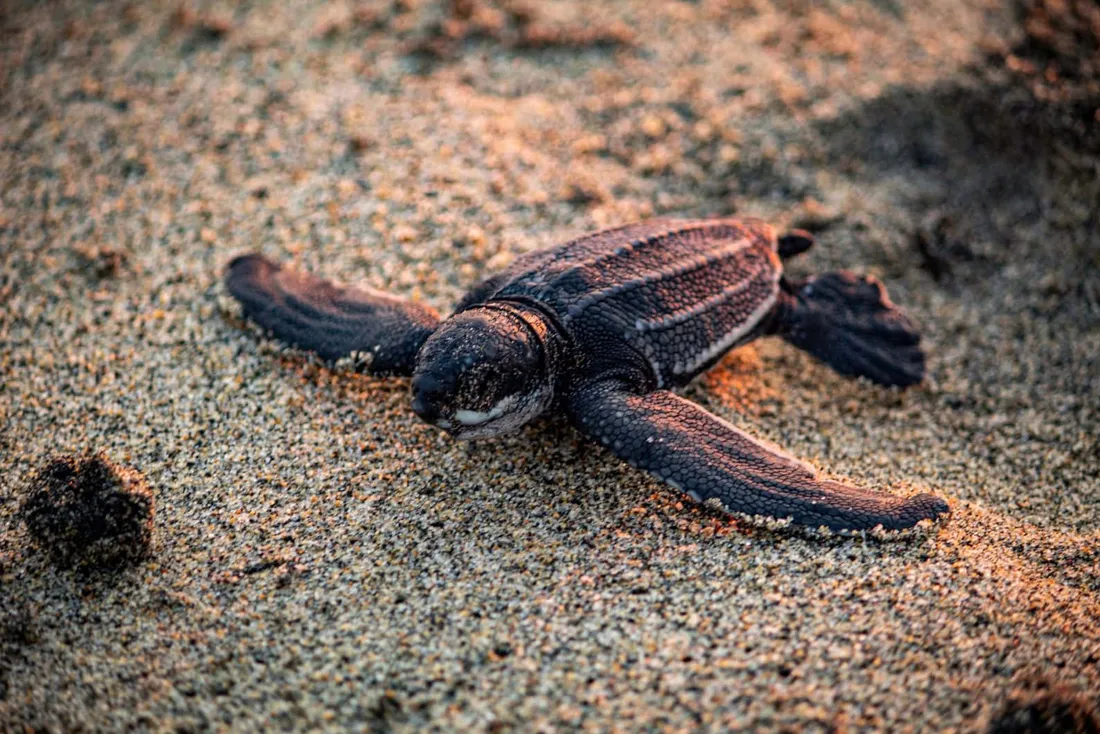 Leatherback Sea Turtle